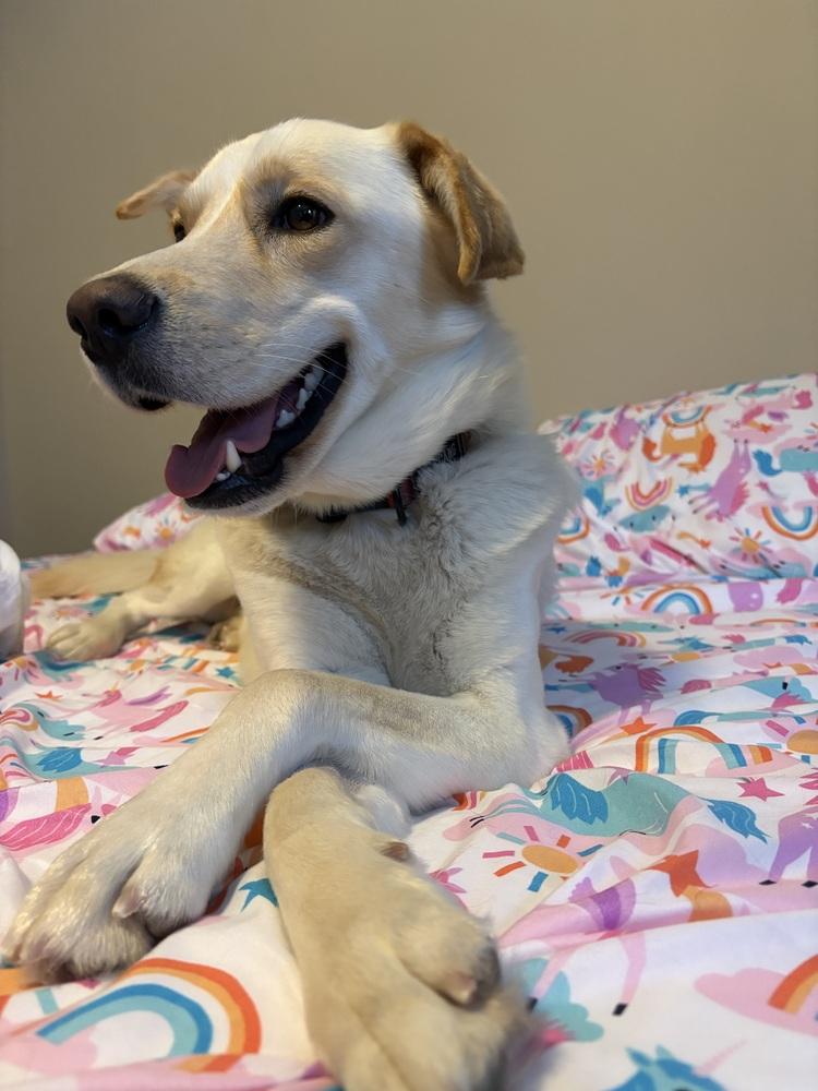 Griffin (26-023 D), Adoptable, Young Male Mixed Breed.