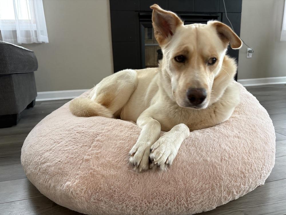 Enlarge Griffin (26-023 D), a Adoptable mixed breed in Lansing, MI image 2/5