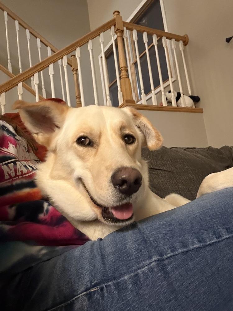 Enlarge Griffin (26-023 D), a Adoptable mixed breed in Lansing, MI image 3/5