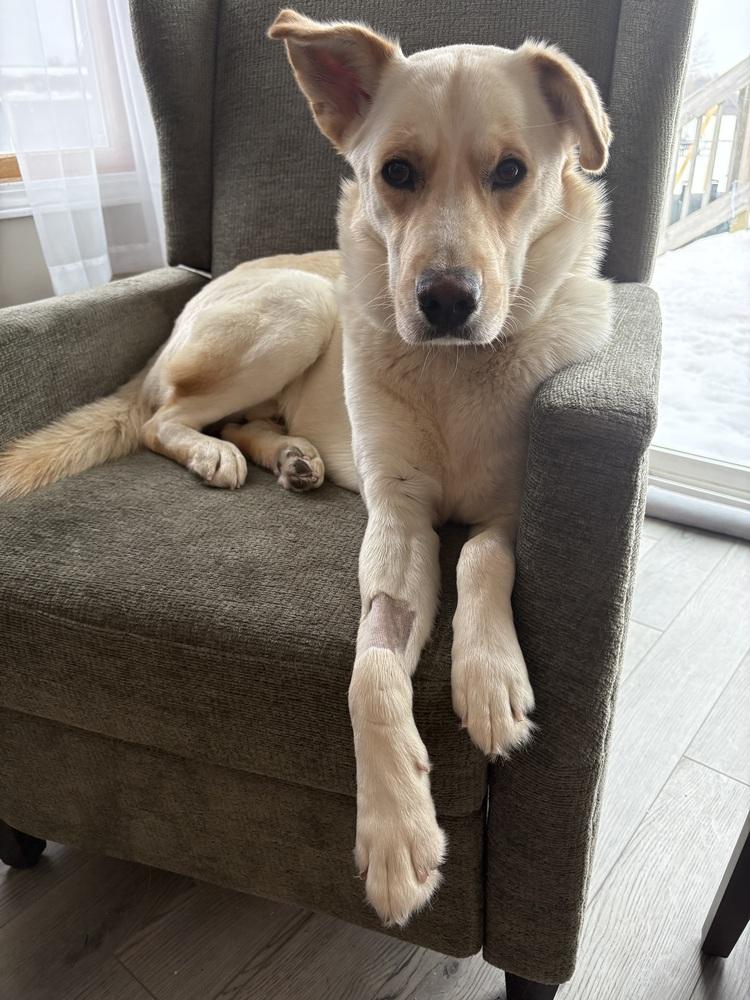 Enlarge Griffin (26-023 D), a Adoptable mixed breed in Lansing, MI image 5/5