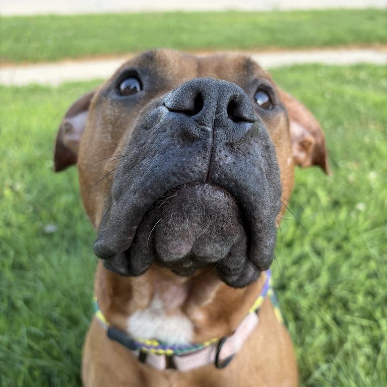 Enlarge Bean Brain, a Adoptable Mixed Breed in Davenport, IA image 1/6