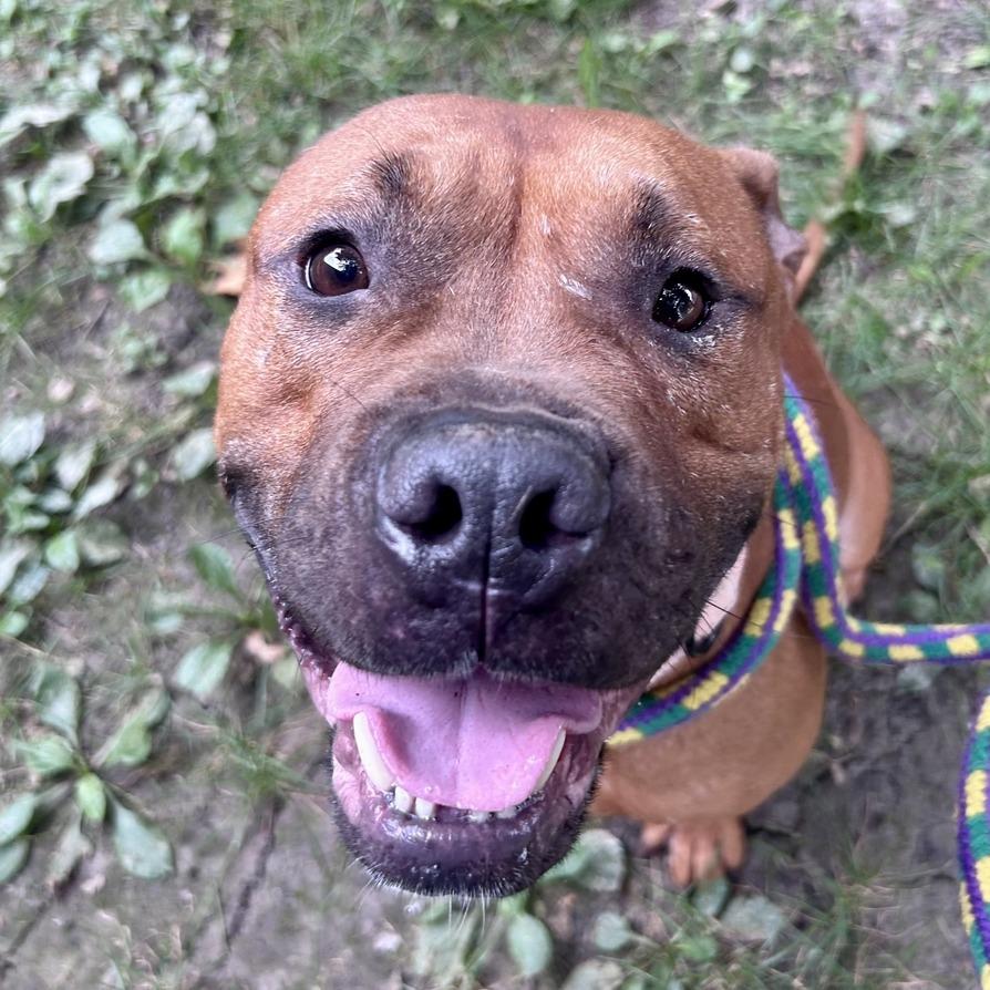 Enlarge Bean Brain, a Adoptable Mixed Breed in Davenport, IA image 2/6