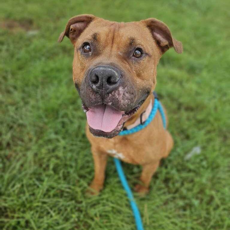 Enlarge Bean Brain, a Adoptable Mixed Breed in Davenport, IA image 3/6