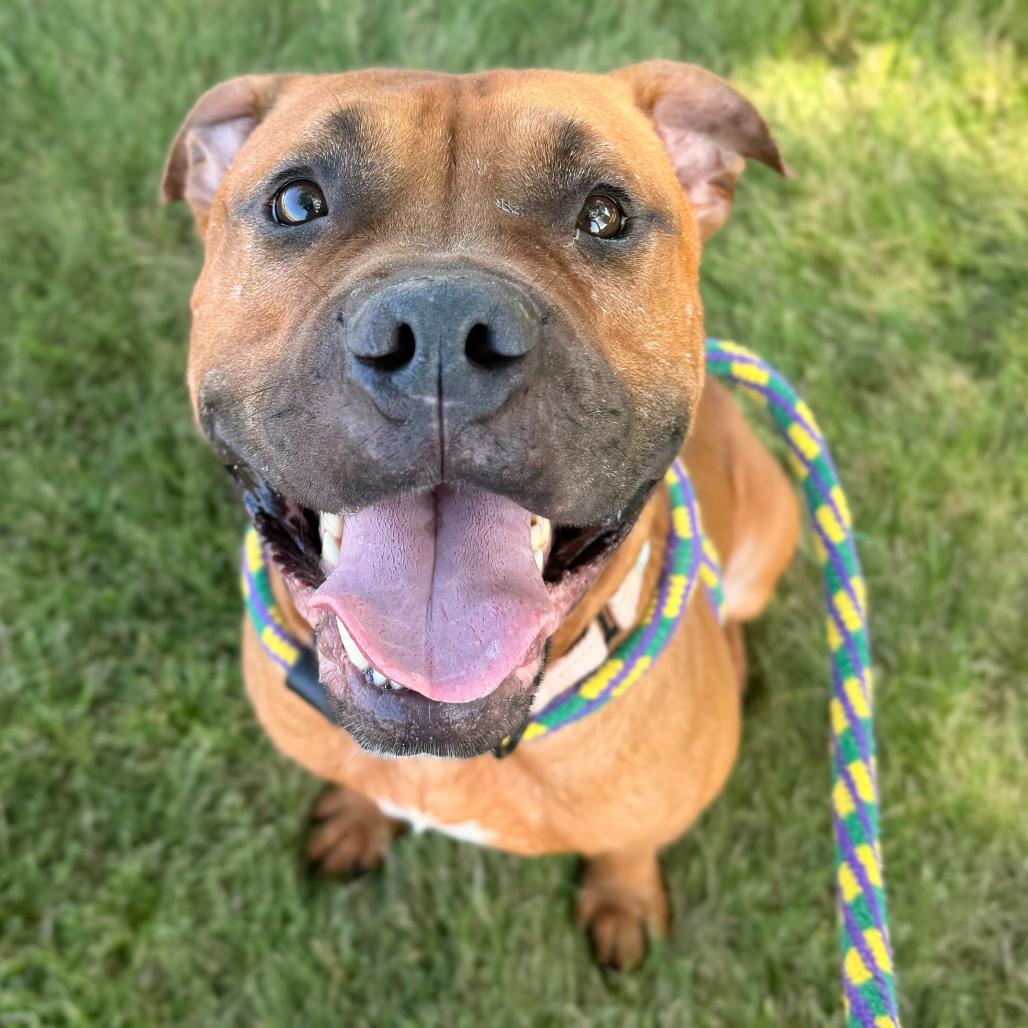 Enlarge Bean Brain, a Adoptable Mixed Breed in Davenport, IA image 4/6