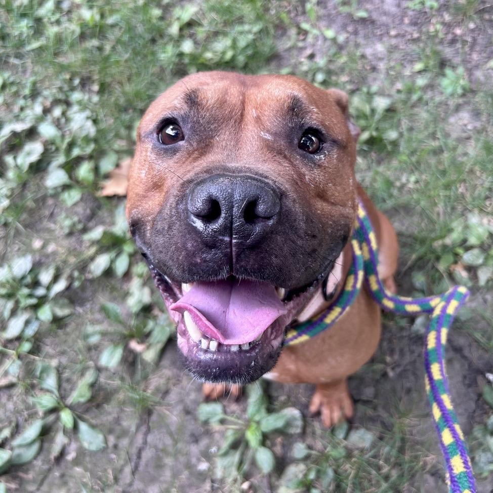 Enlarge Bean Brain, a Adoptable Mixed Breed in Davenport, IA image 5/6