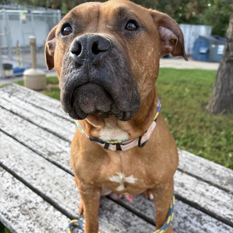 Enlarge Bean Brain, a Adoptable Mixed Breed in Davenport, IA image 6/6