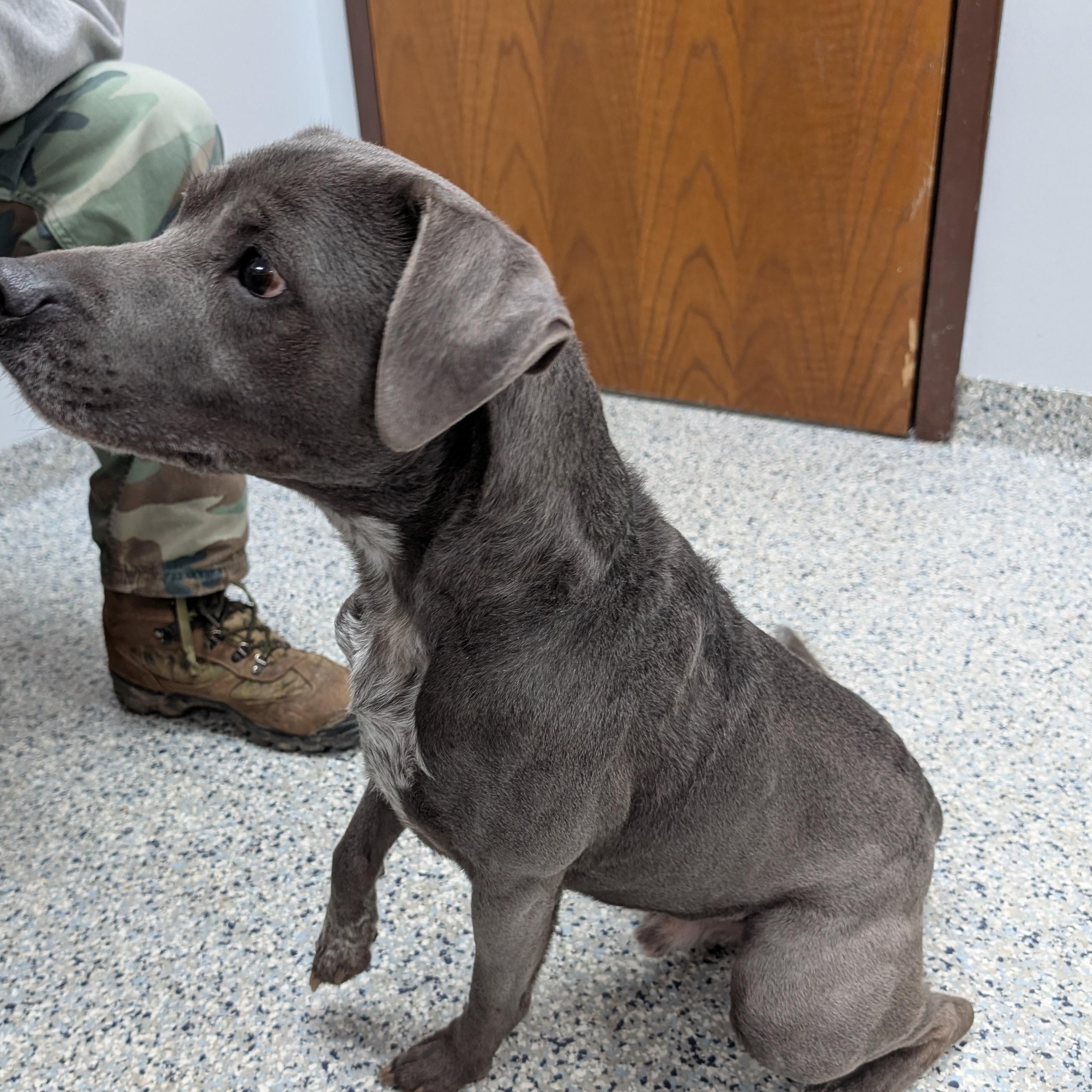 Enlarge 189746  Lil' Romeo LOOKING FOR OWNER, a ADOPTABLE mixed breed in Ravenna, OH image 3/4