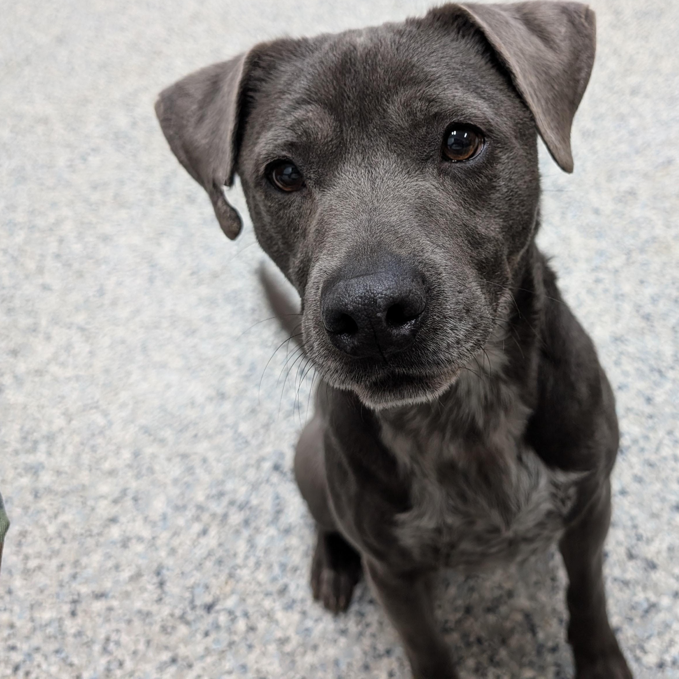 189746  Lil' Romeo LOOKING FOR OWNER, ADOPTABLE, Adult Male Labrador Retriever & Cattle Dog.