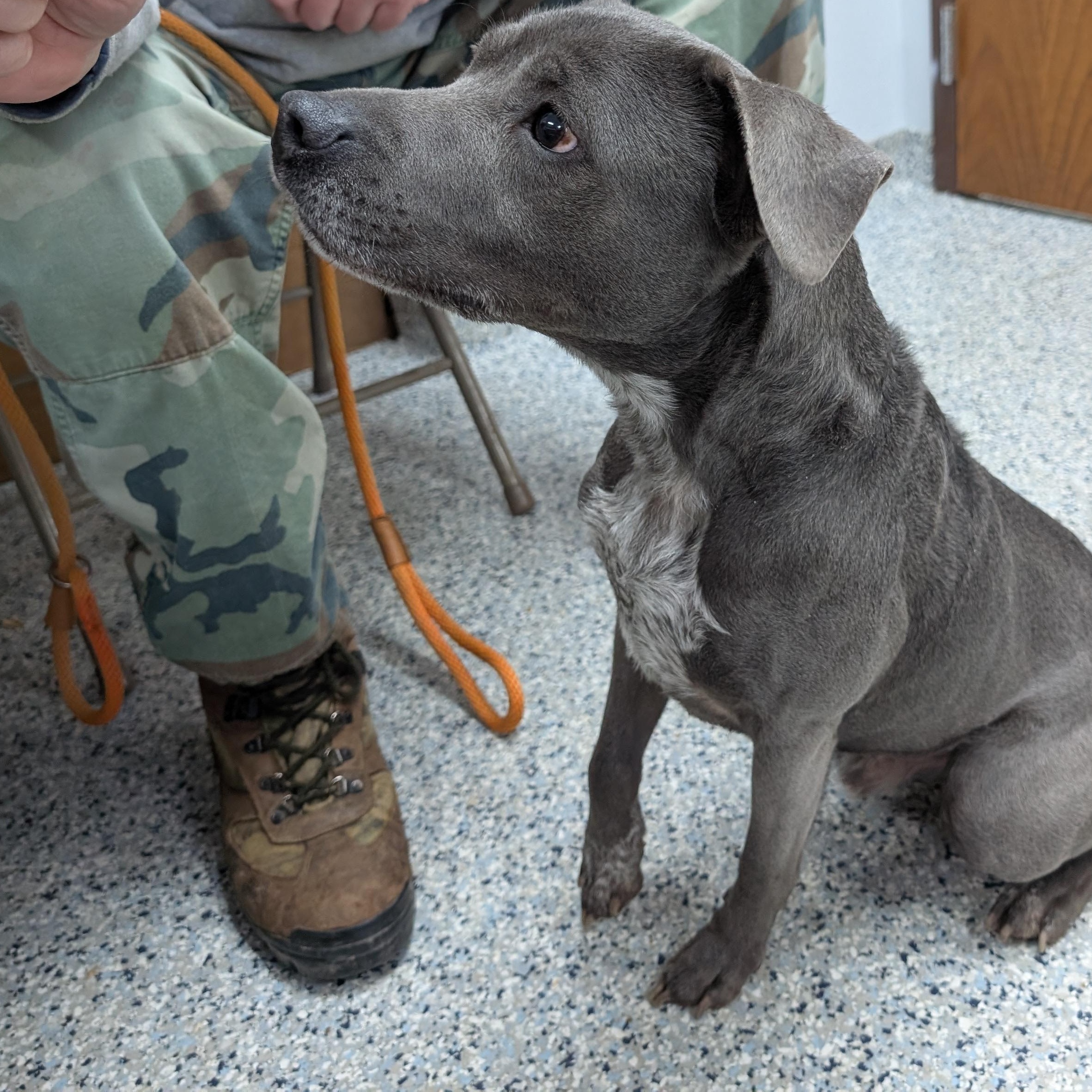 Enlarge 189746  Lil' Romeo LOOKING FOR OWNER, a ADOPTABLE mixed breed in Ravenna, OH image 2/4