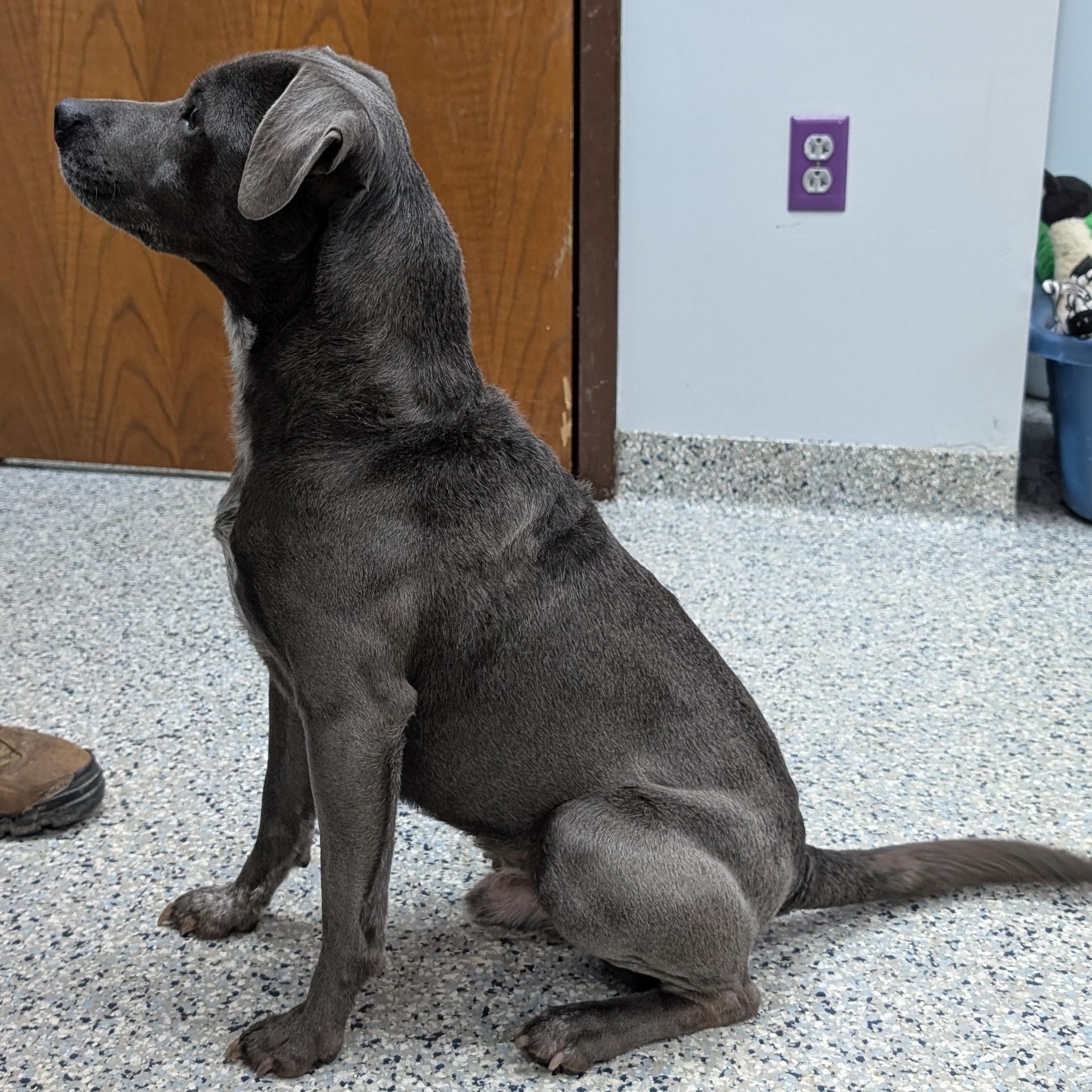 Enlarge 189746  Lil' Romeo LOOKING FOR OWNER, a ADOPTABLE mixed breed in Ravenna, OH image 4/4