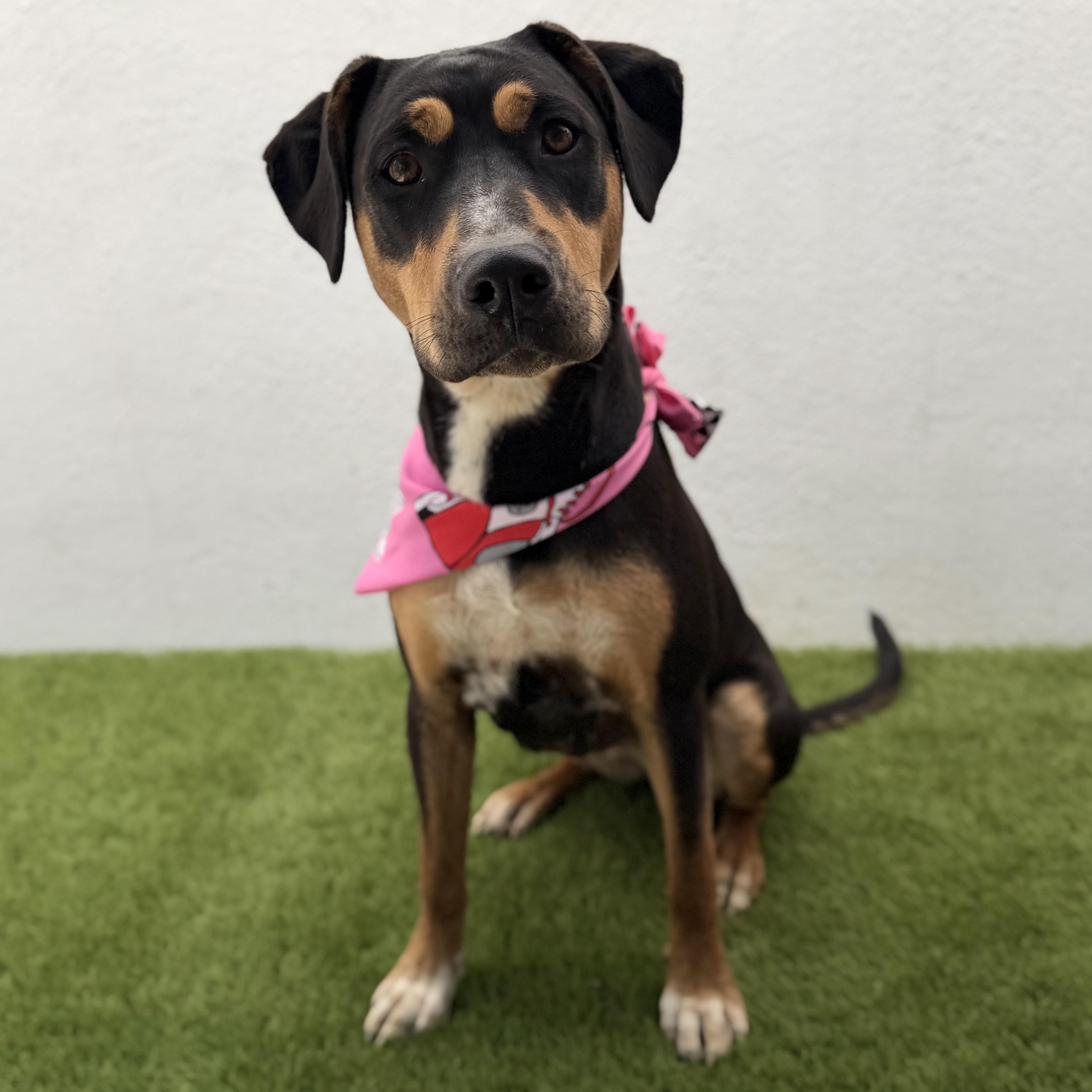PUMPKIN, a Adoptable mixed breed in La Jolla, CA image 2/6
