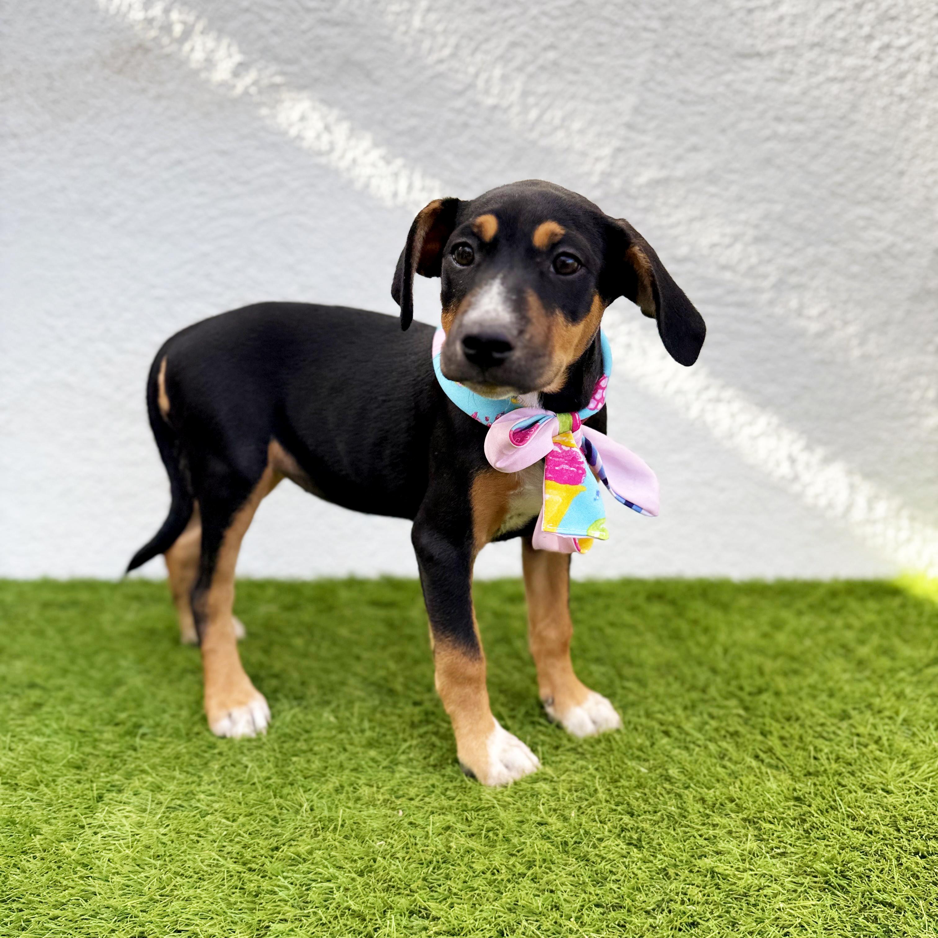 Enlarge LOULITA, a Adoptable mixed breed in Tecate, BCN image 4/6