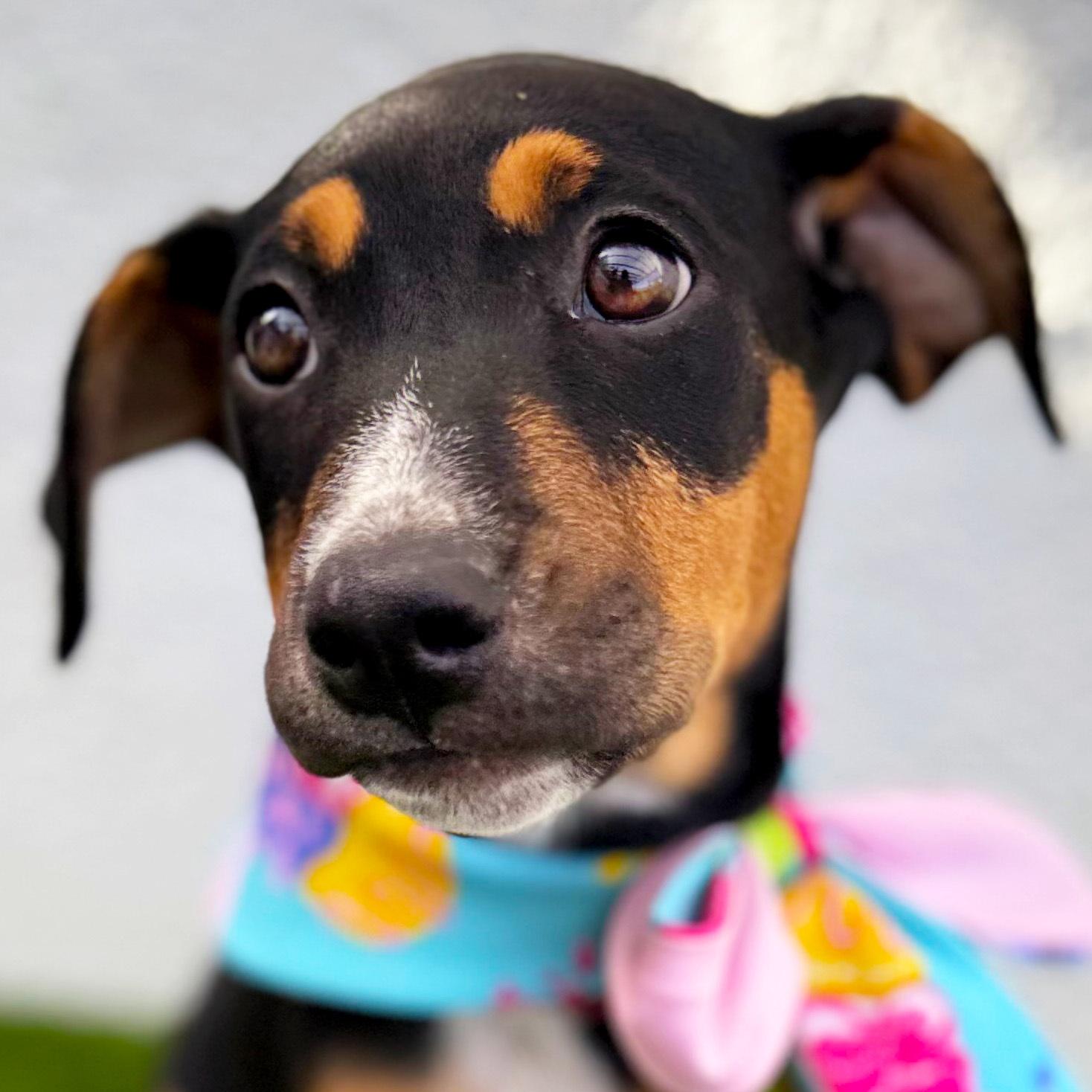 Enlarge LOULITA, a Adoptable mixed breed in Tecate, BCN image 1/6