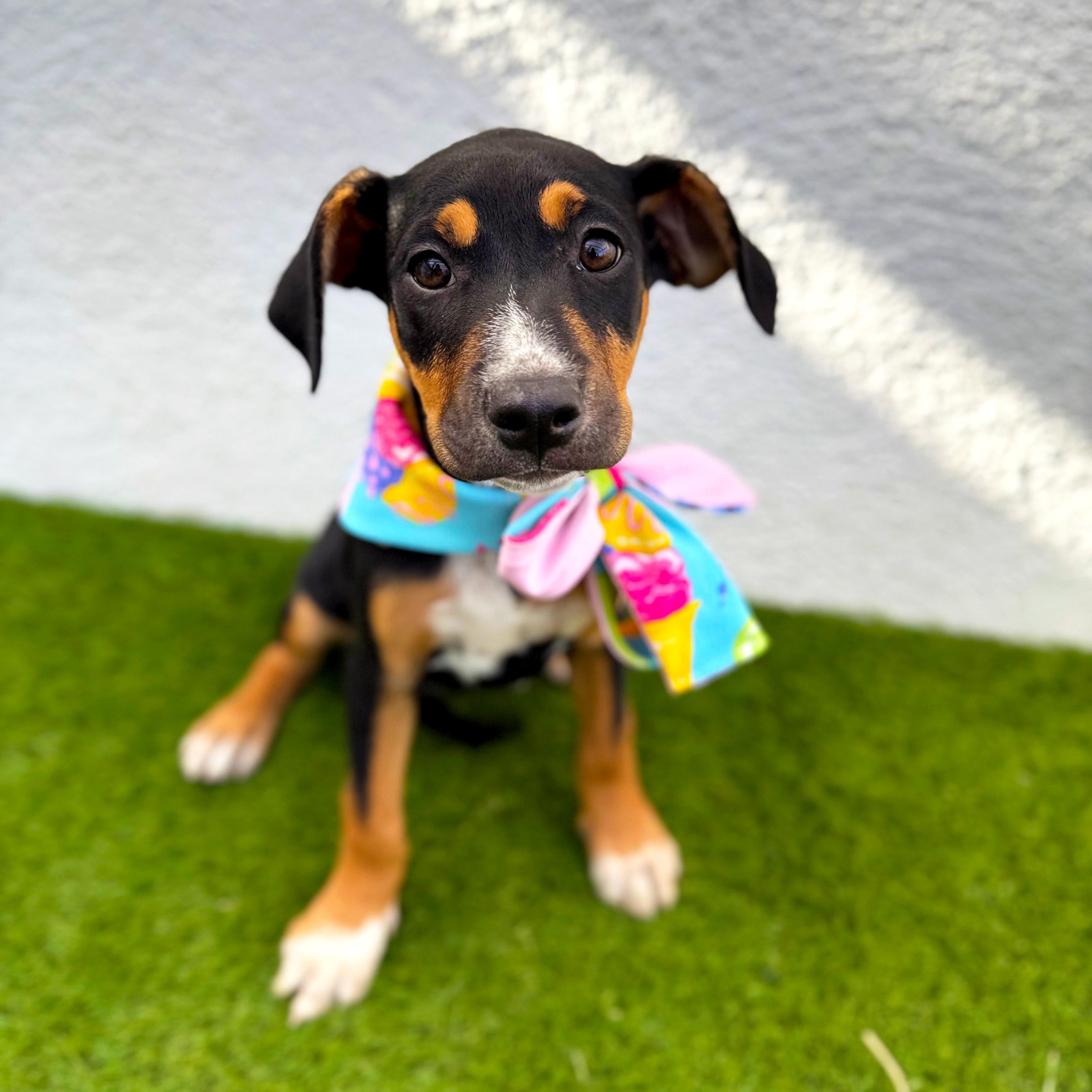 Enlarge LOULITA, a Adoptable mixed breed in Tecate, BCN image 6/6