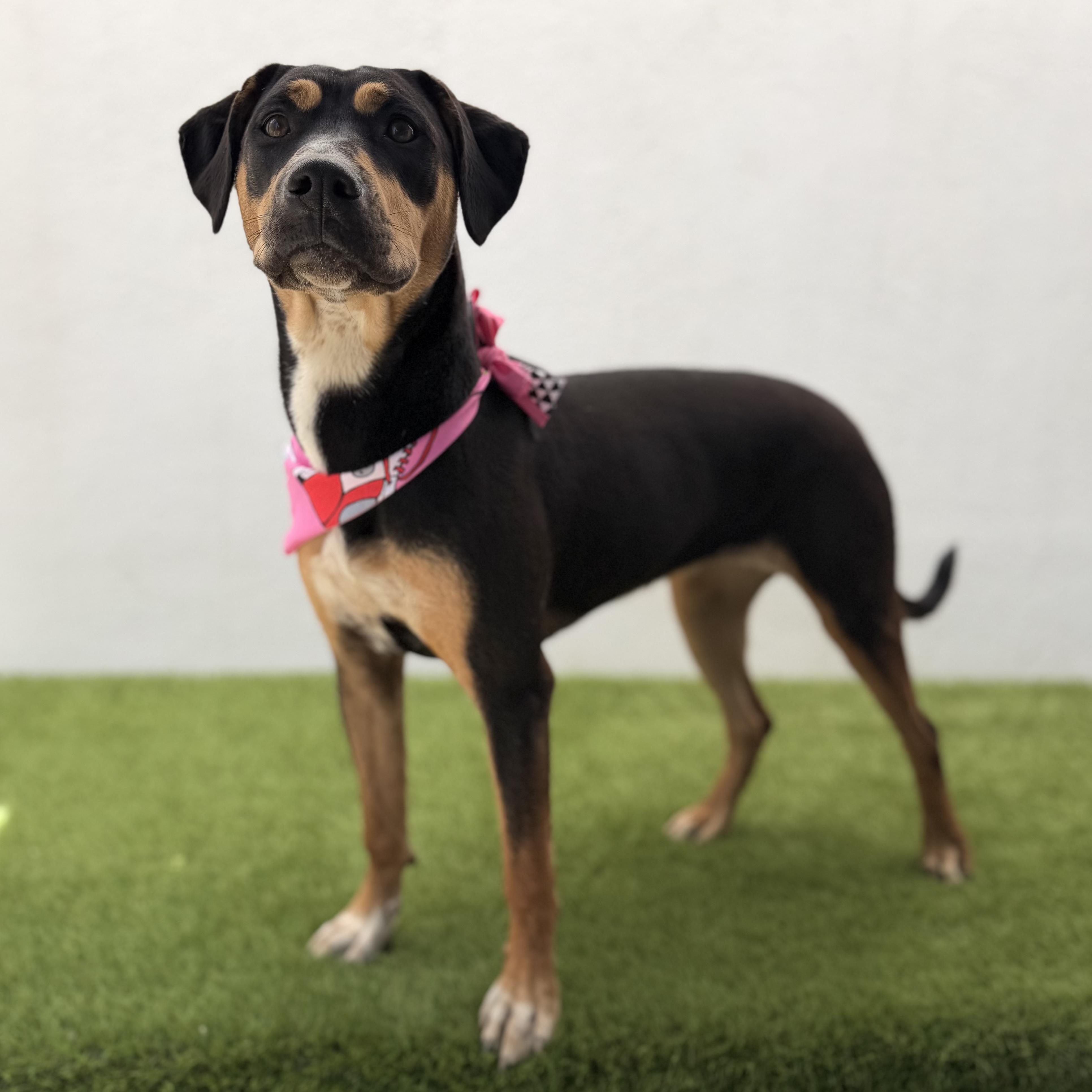 PUMPKIN, a Adoptable mixed breed in La Jolla, CA image 5/6