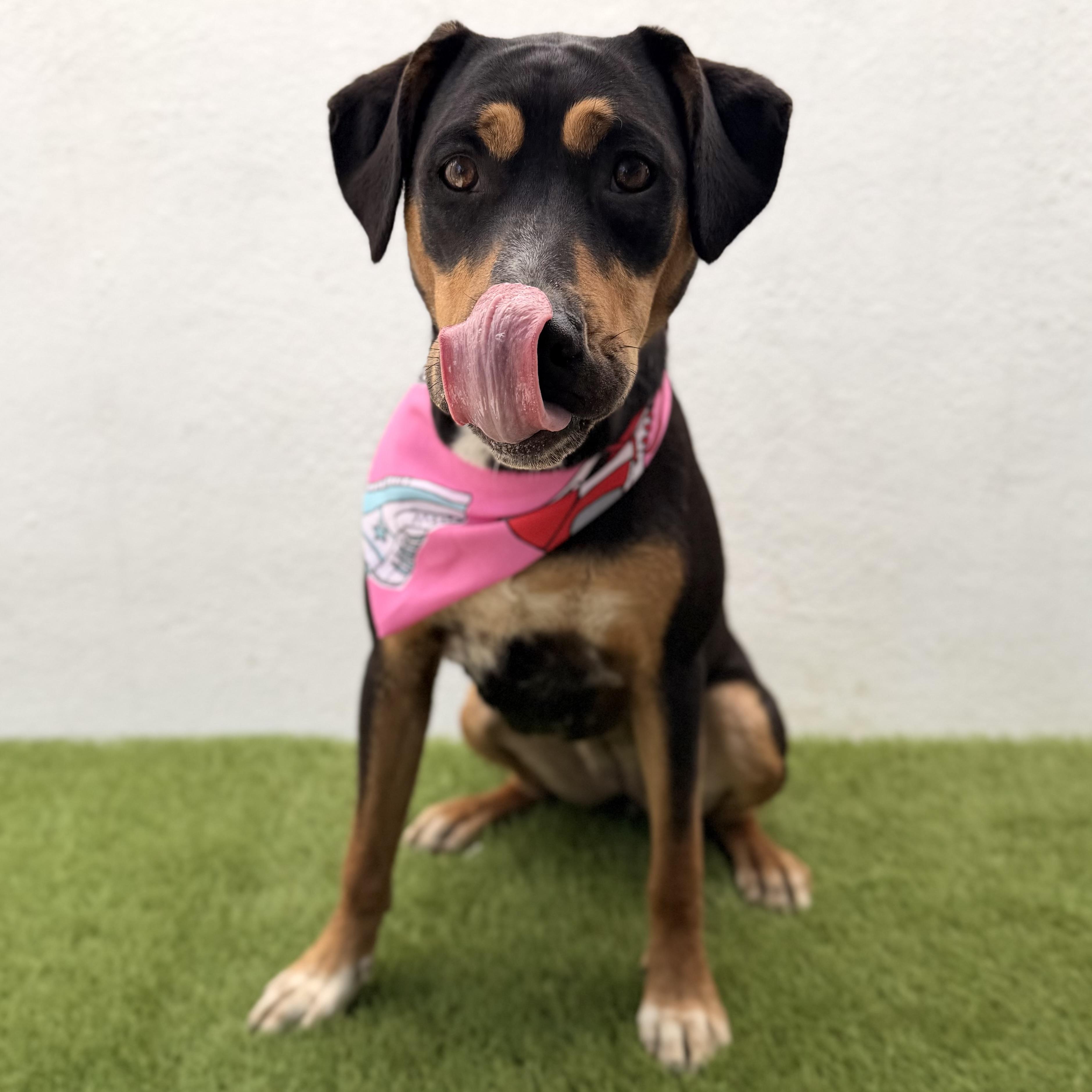 PUMPKIN, a Adoptable mixed breed in La Jolla, CA image 3/6