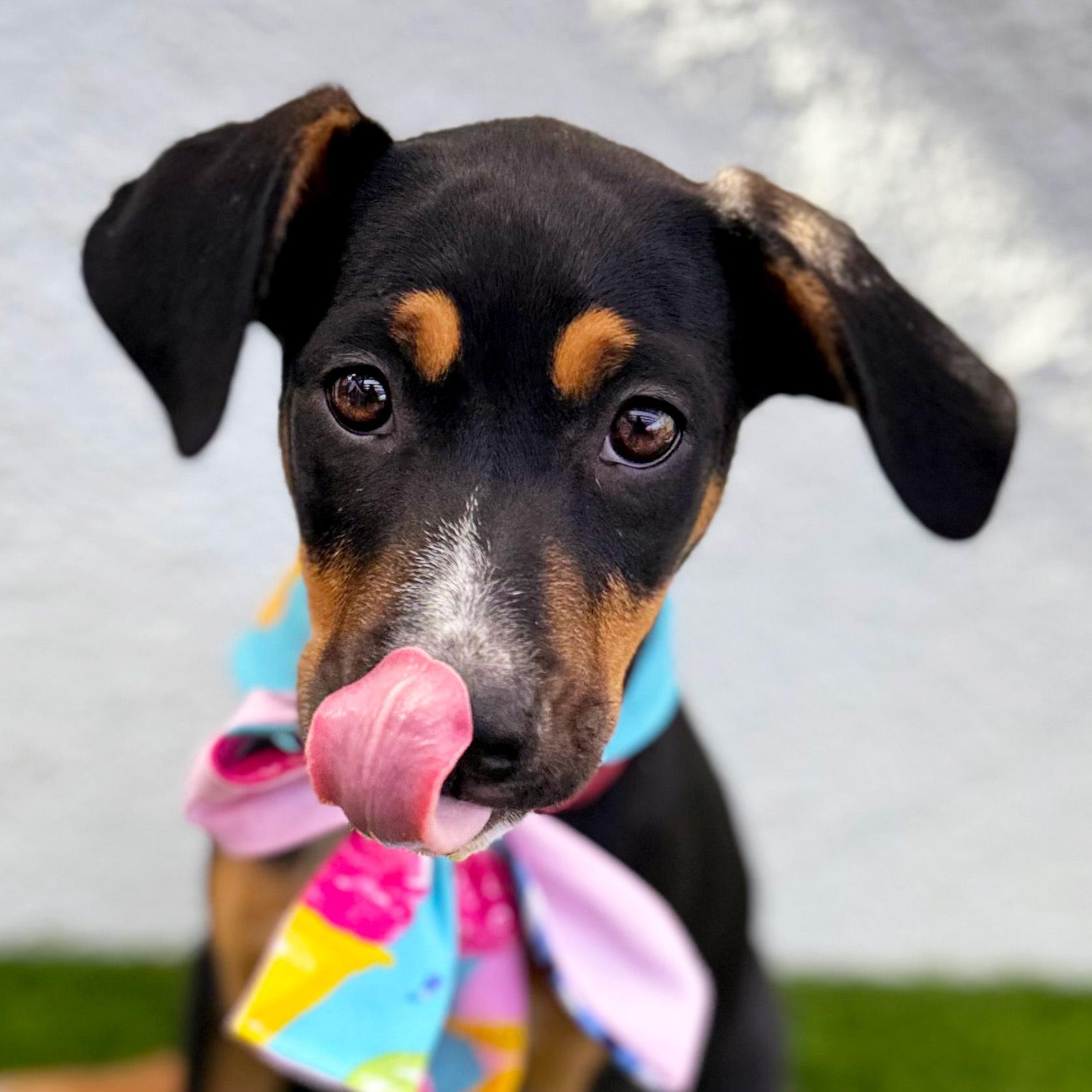 Enlarge LOULITA, a Adoptable mixed breed in Tecate, BCN image 2/6