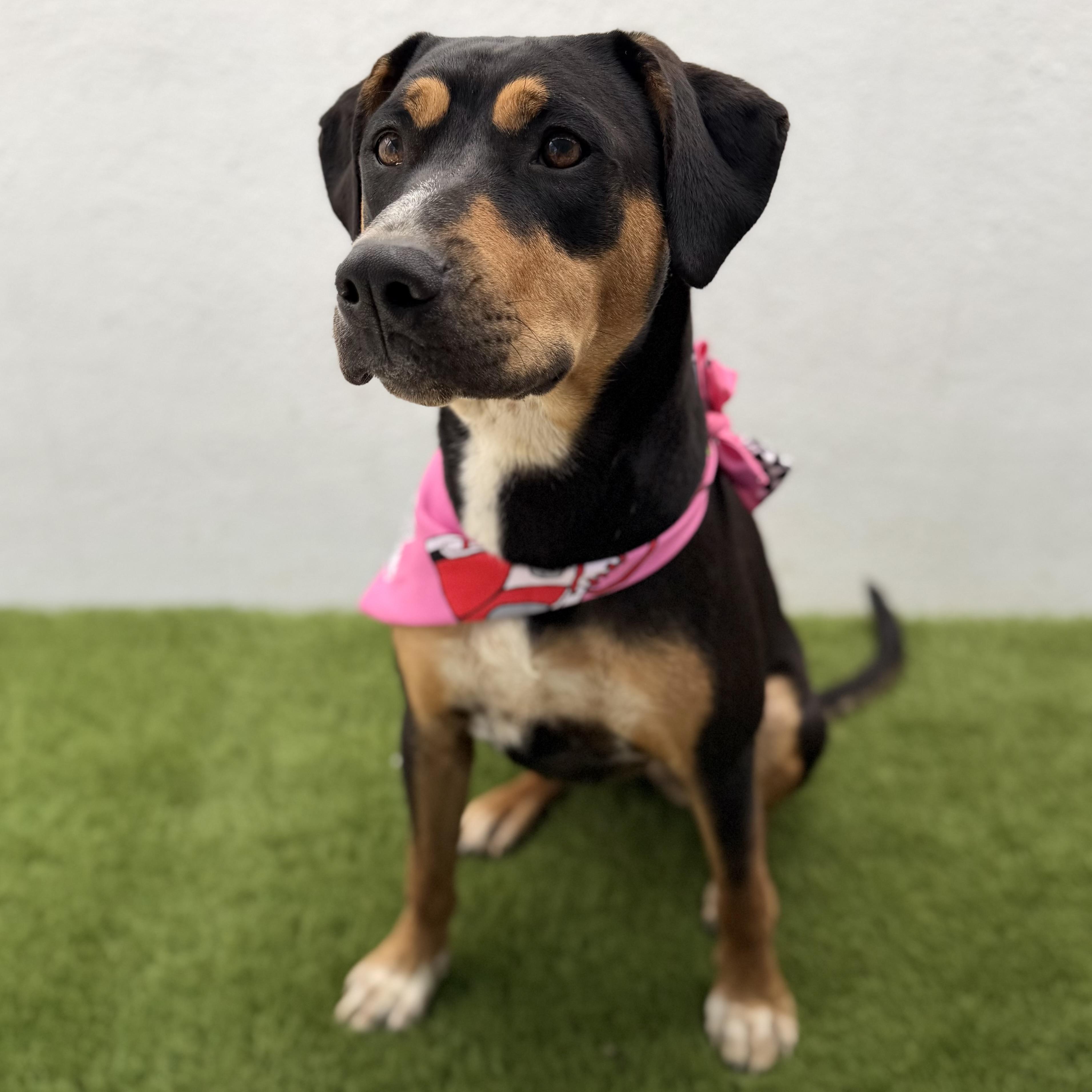 PUMPKIN, a Adoptable mixed breed in La Jolla, CA image 4/6