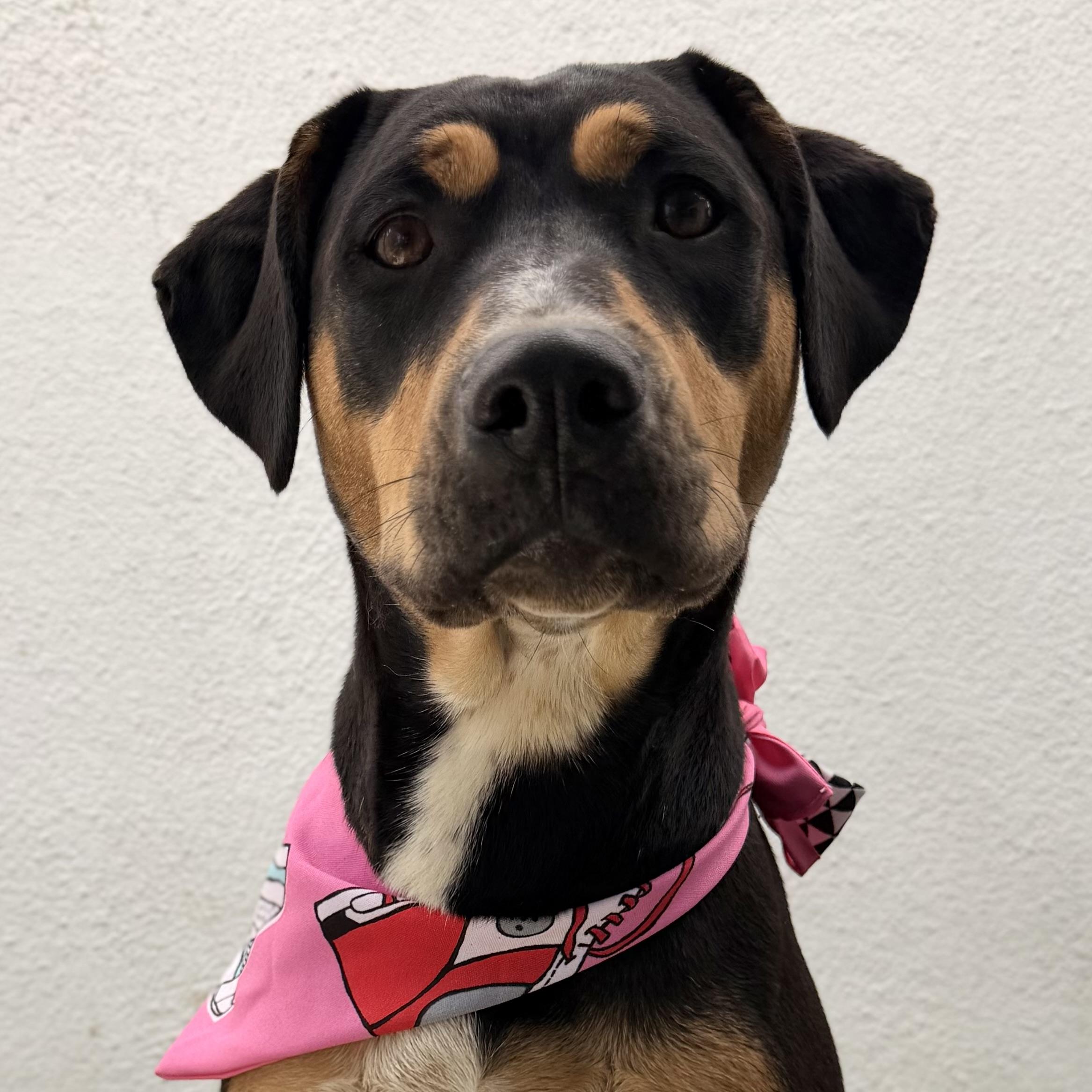 PUMPKIN, a Adoptable mixed breed in La Jolla, CA image 1/6