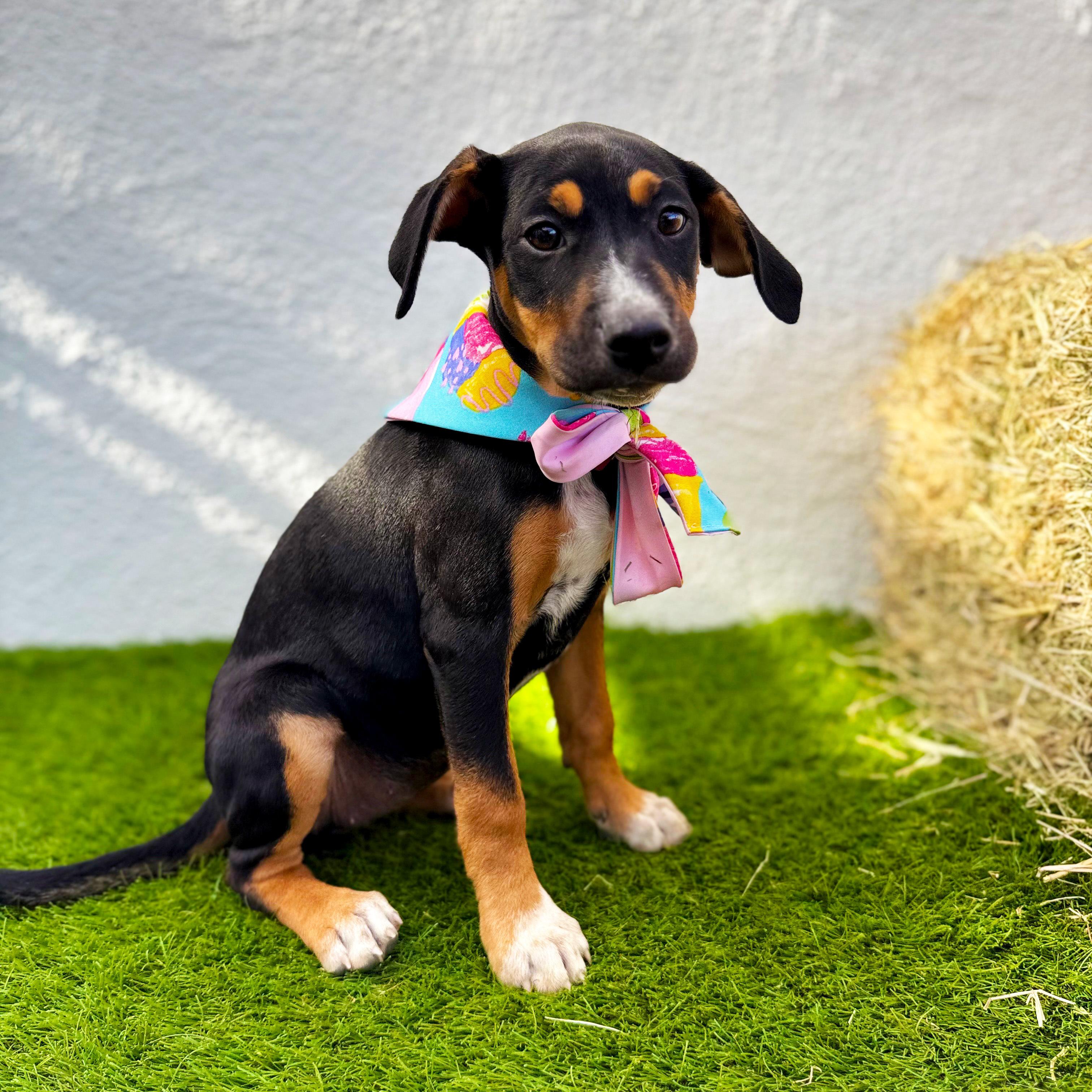 Enlarge LOULITA, a Adoptable mixed breed in Tecate, BCN image 5/6