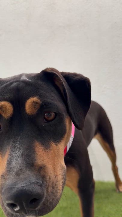 Enlarge PUMPKIN, a Adoptable mixed breed in La Jolla, CA video 6/6