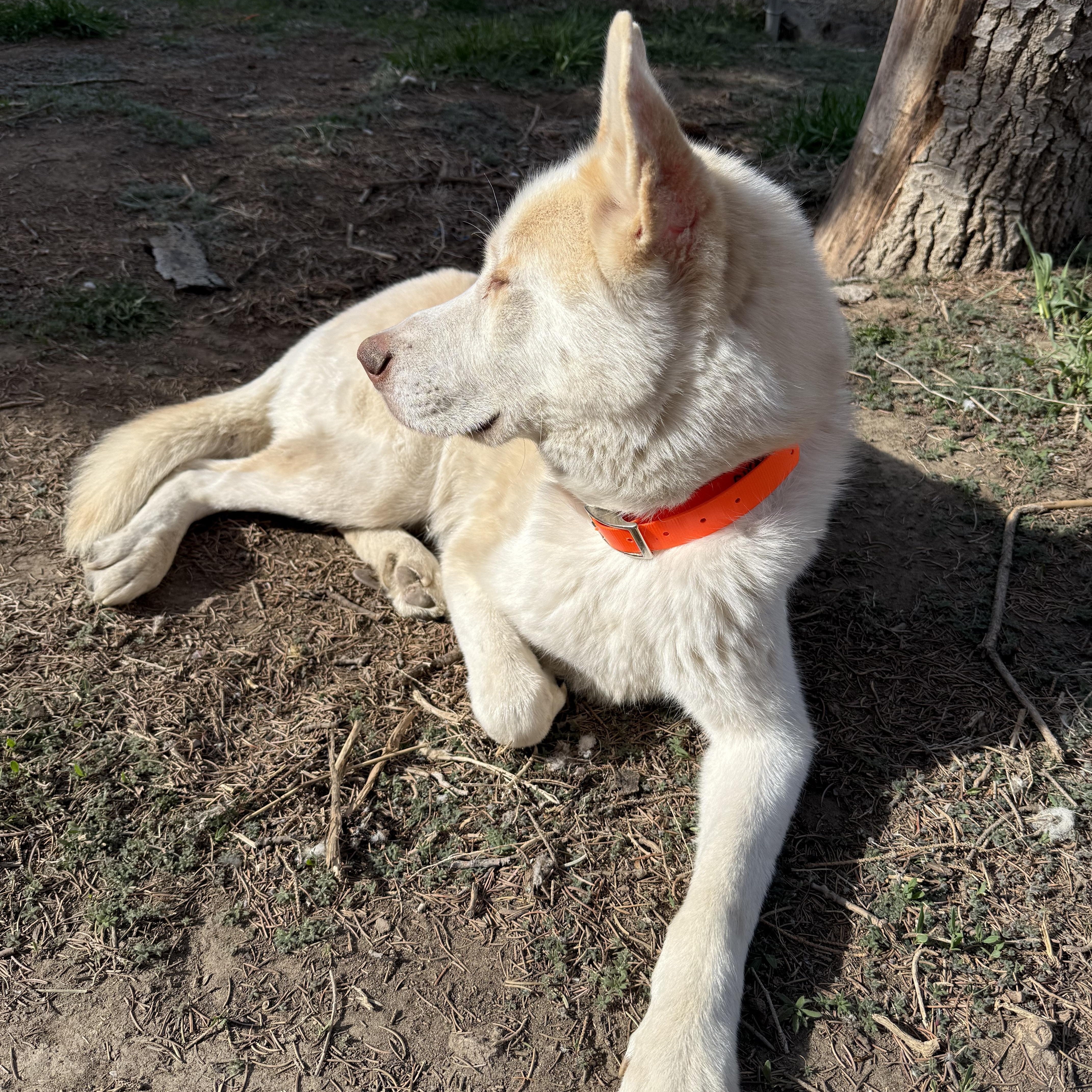 Aztec, a Adoptable Husky in Fort Benton, MT image 2/3