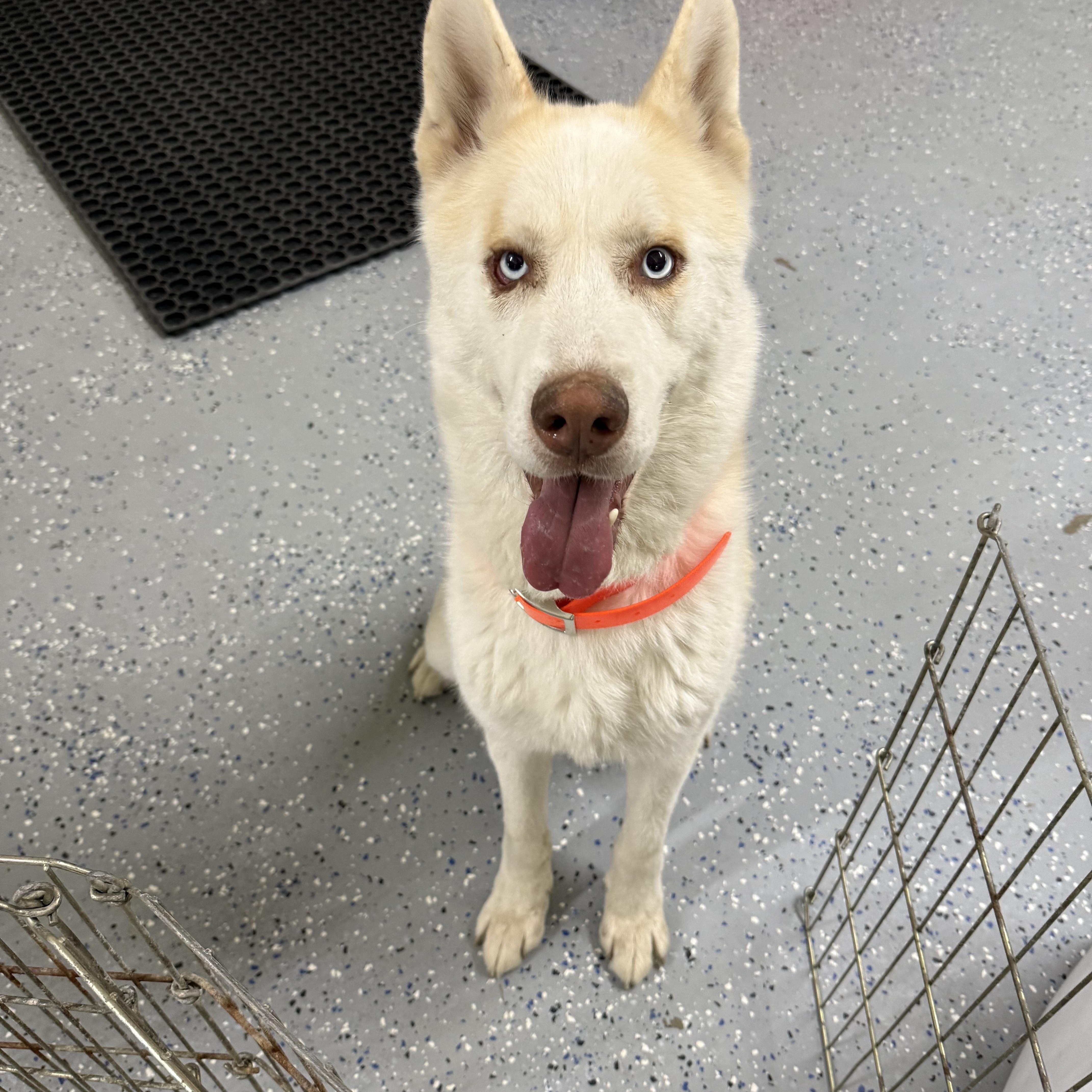 Aztec, a Adoptable Husky in Fort Benton, MT image 3/3