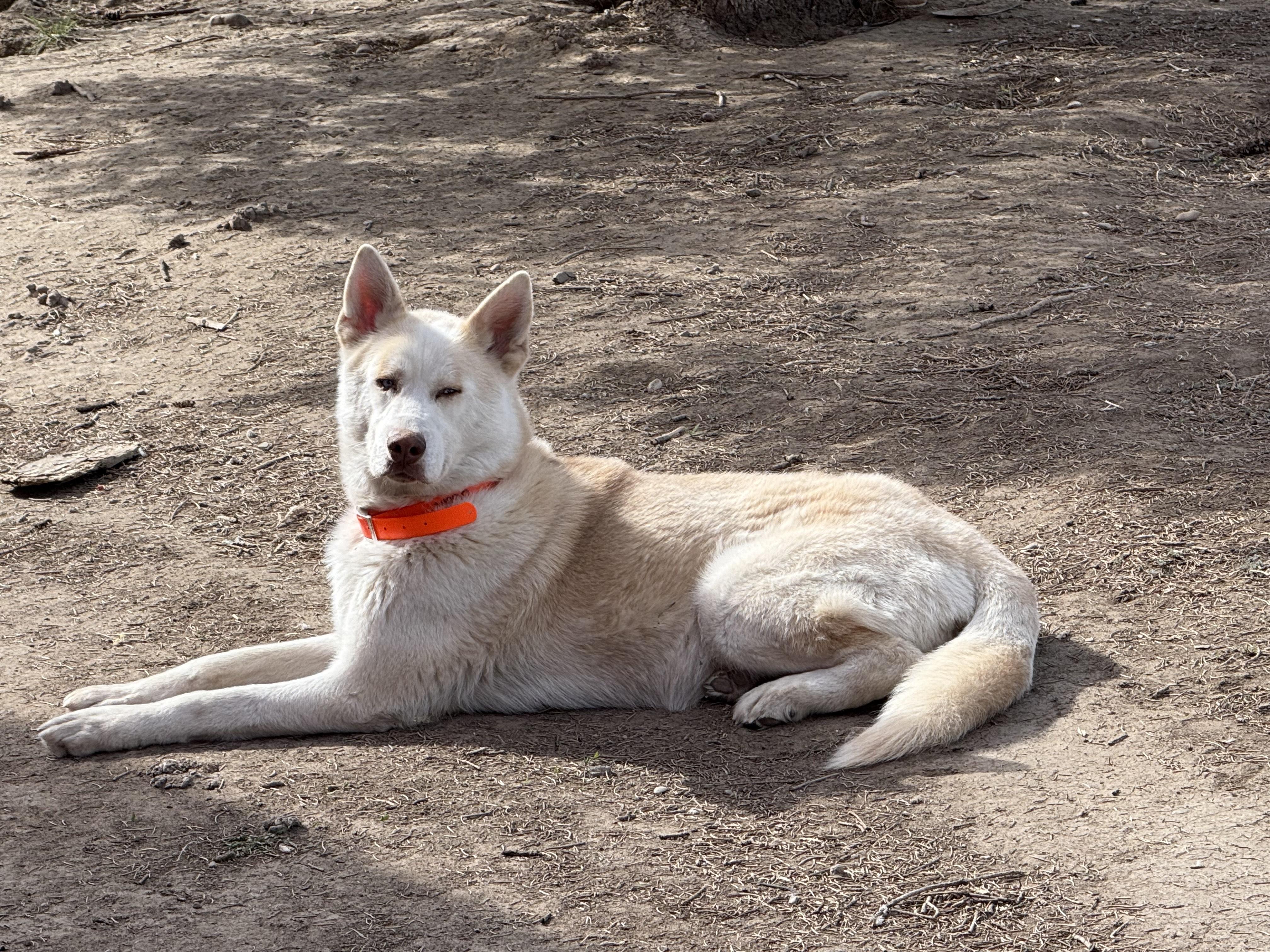 Aztec, a Adoptable Husky in Fort Benton, MT image 1/3