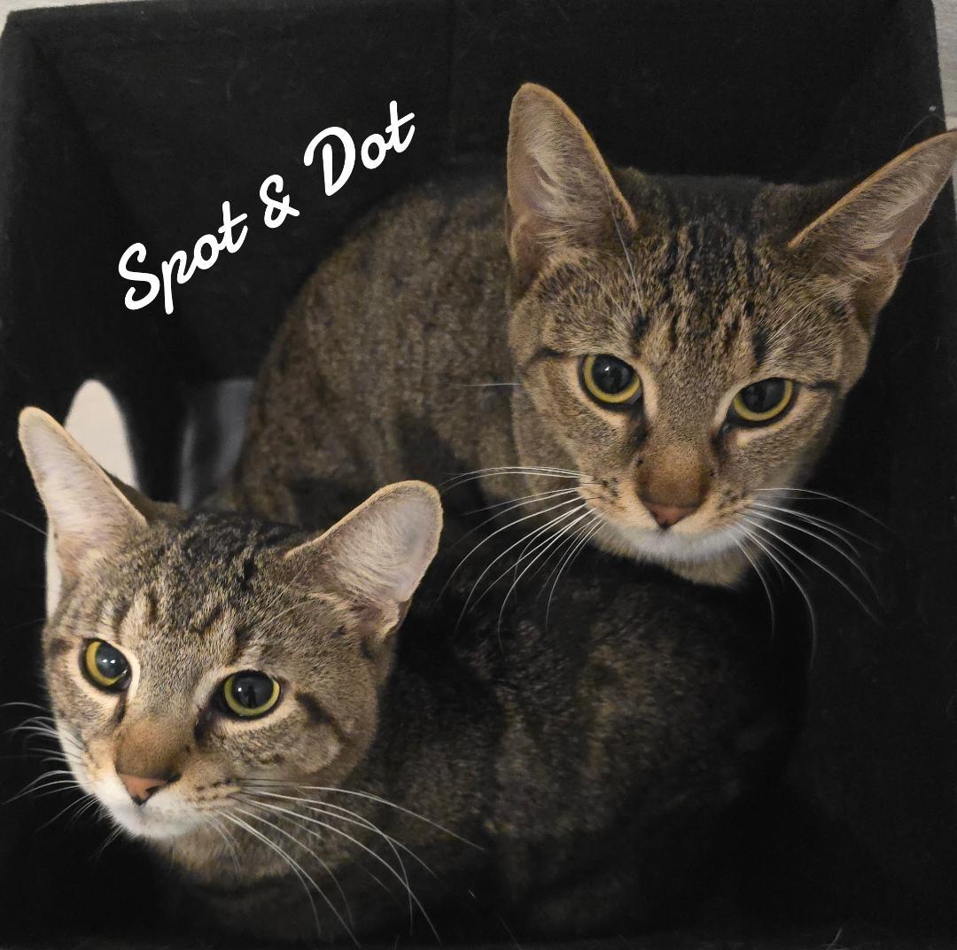 Spot & Dot, Adoptable, Young Female Domestic Short Hair.