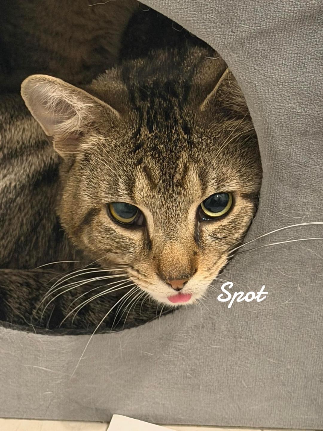 Enlarge Spot & Dot, a Adoptable Domestic Short Hair in Naugatuck, CT image 2/3