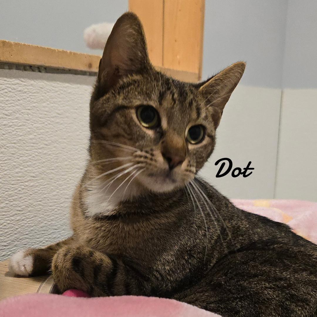 Enlarge Spot & Dot, a Adoptable Domestic Short Hair in Naugatuck, CT image 3/3