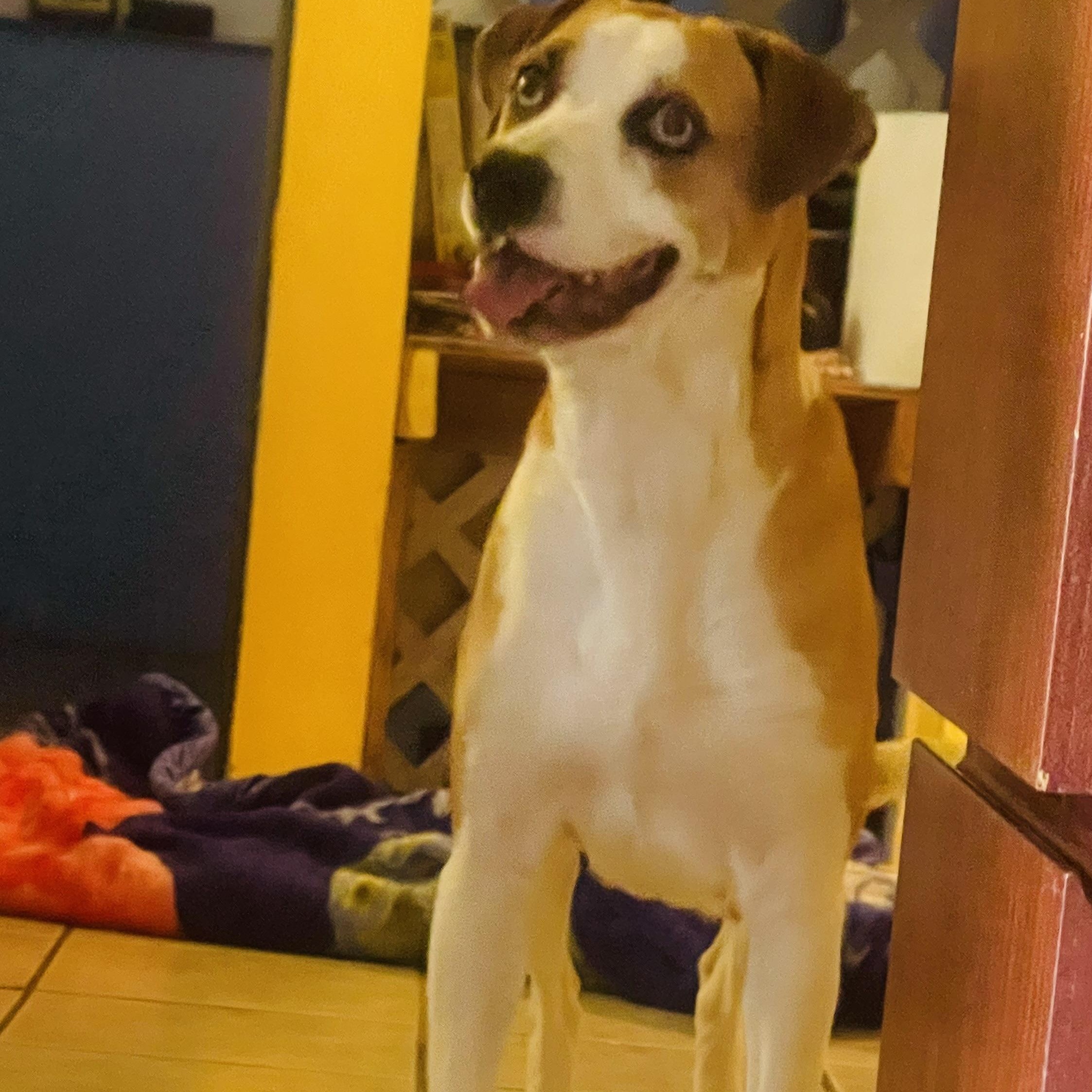Enlarge Mammas, a Adoptable mixed breed in Atlanta, GA image 2/5