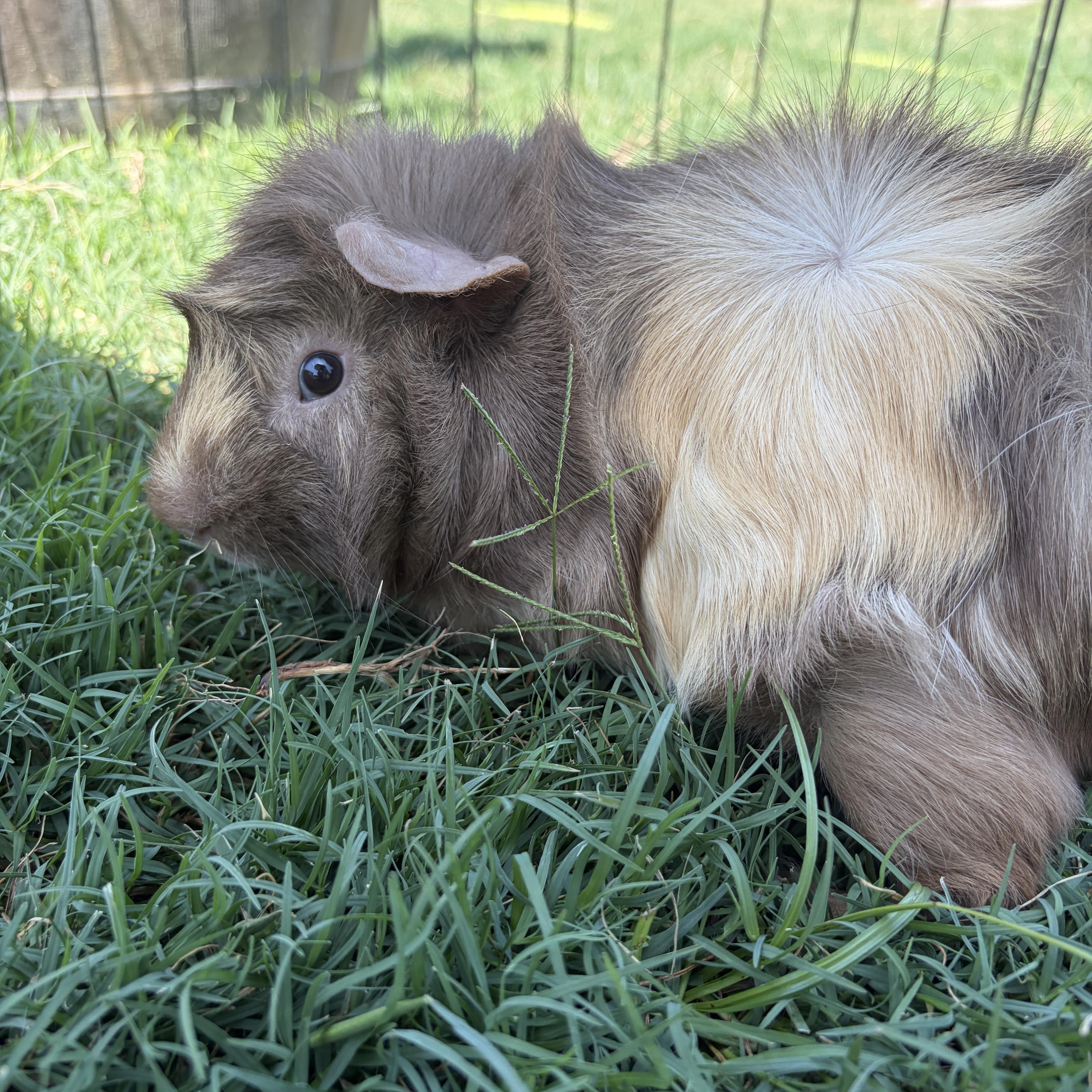 Samuel, an adoptable Guinea Pig in Austin, TX image 1/4