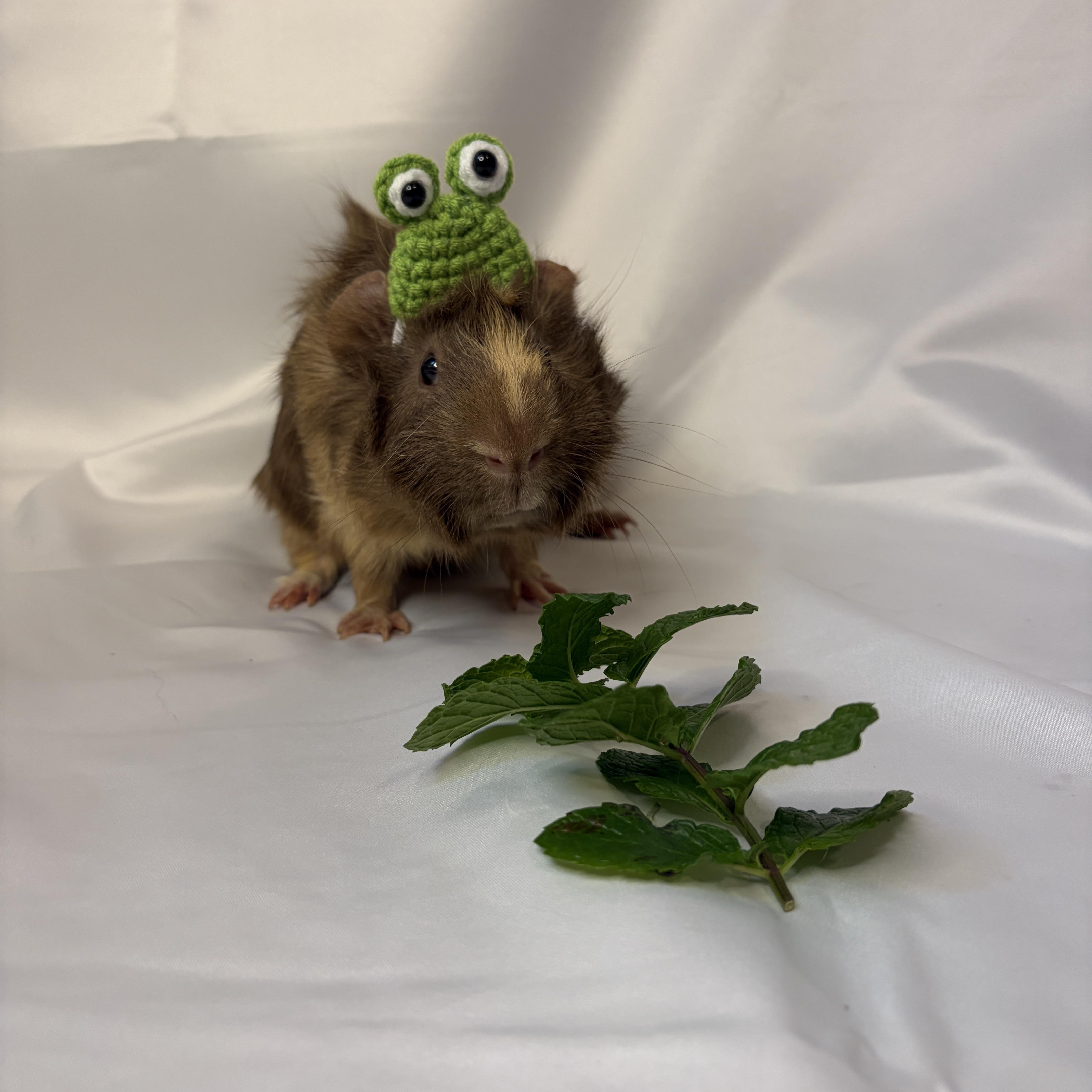 Samuel, an adoptable Guinea Pig in Austin, TX image 2/4