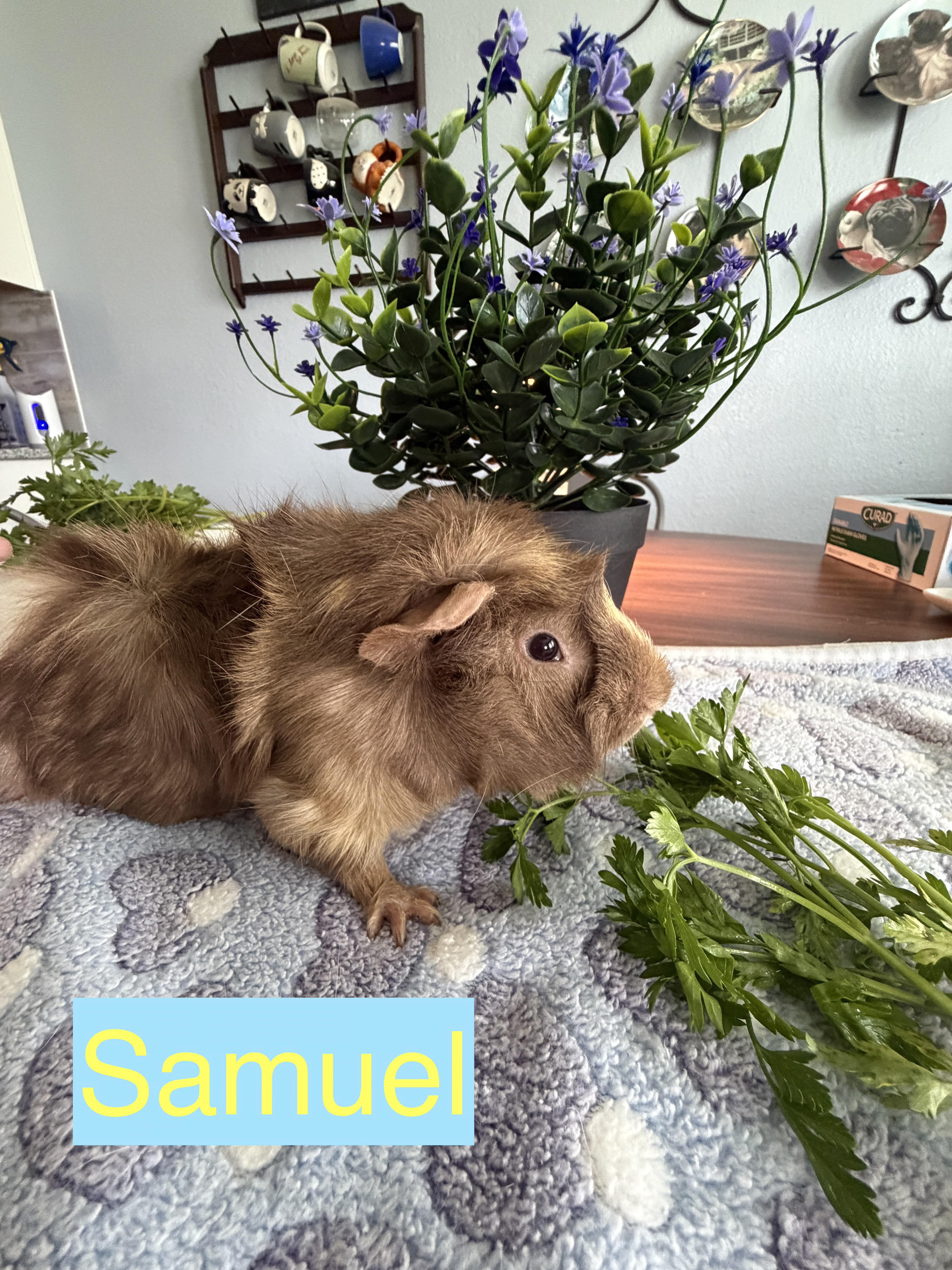 Samuel, an adoptable Guinea Pig in Austin, TX image 4/4