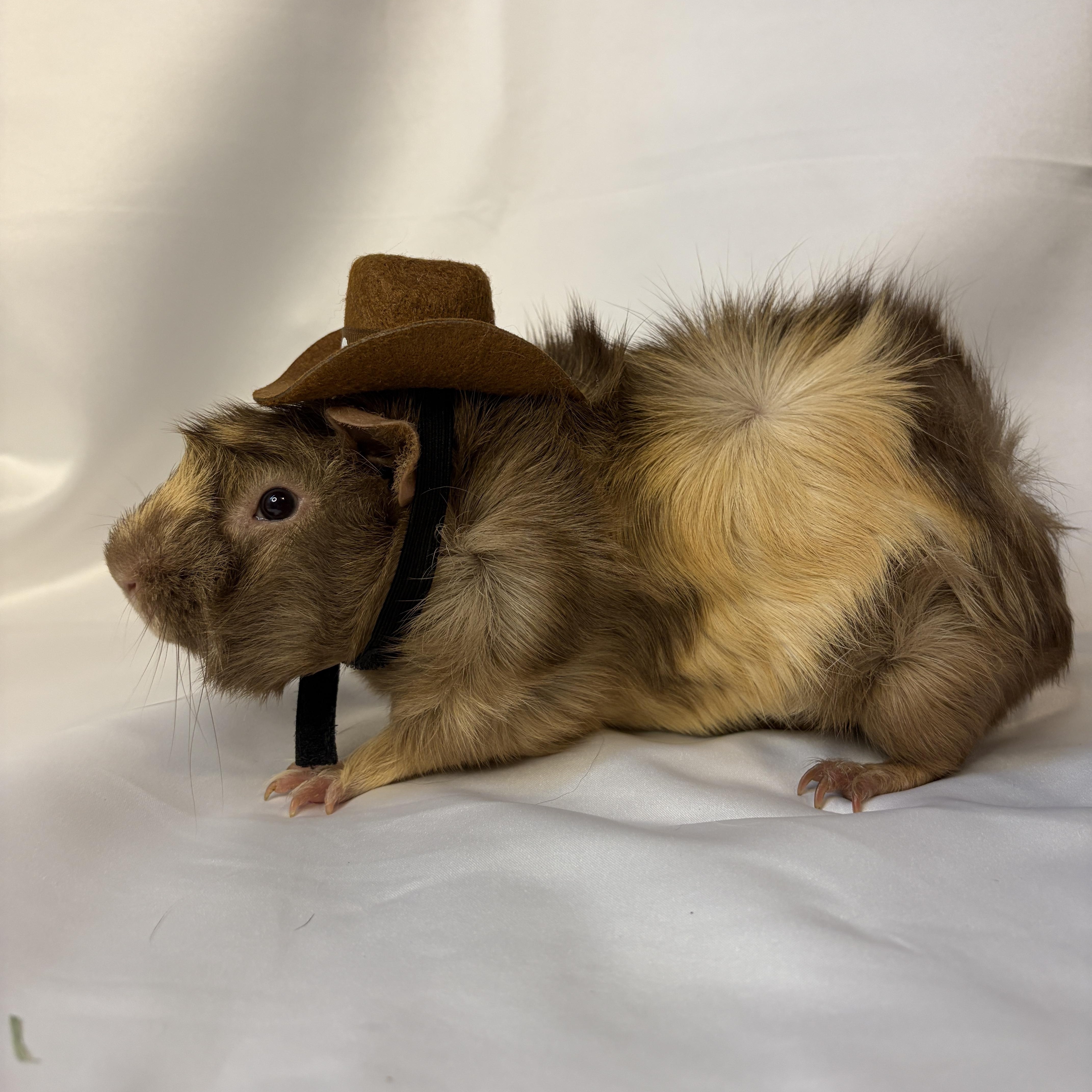 Samuel, an adoptable Guinea Pig in Austin, TX image 3/4