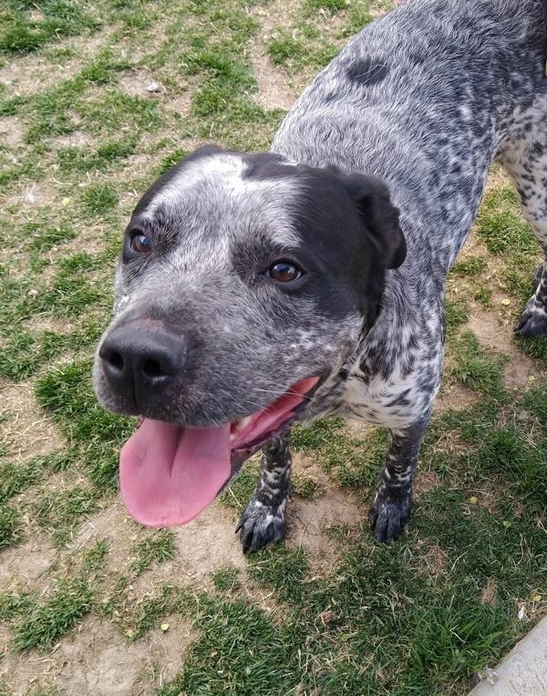 River 45983, Adoptable, Adult Female Australian Cattle Dog / Blue Heeler.