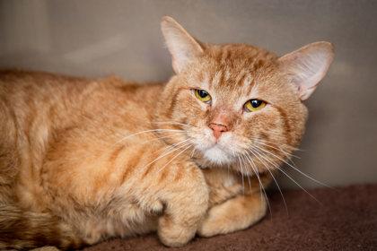 Dubble Bubble, Adoptable, Adult Male Domestic Short Hair & Domestic Short Hair.