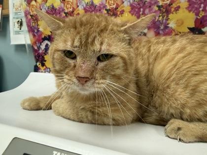 Enlarge Dubble Bubble, a Adoptable mixed breed in Maumee, OH image 2/2