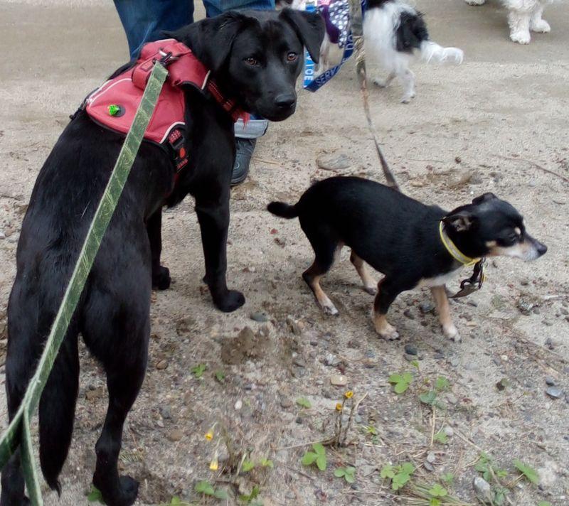 Tatiana, ADOPTABLE, Adult Female Rat Terrier.