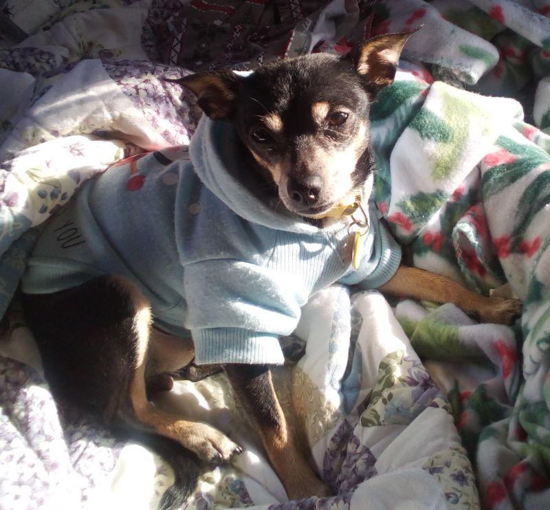 Enlarge Tatiana, a ADOPTABLE mixed breed in South Royalton, VT image 2/2