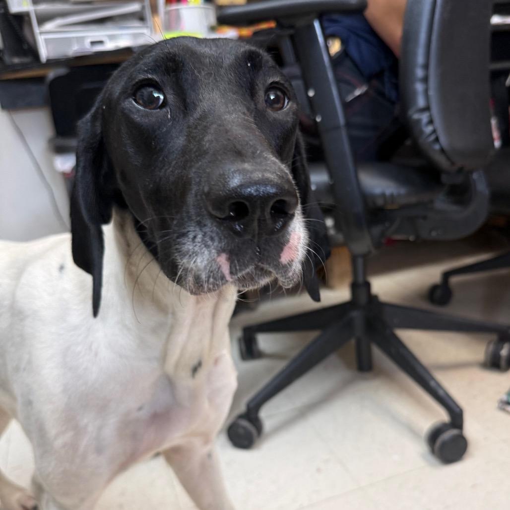 Leena, Adoptable, Young Female German Shorthaired Pointer.