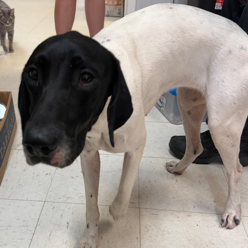 Enlarge Leena, a Adoptable German Shorthaired Pointer in Jacksonville, AR image 2/2