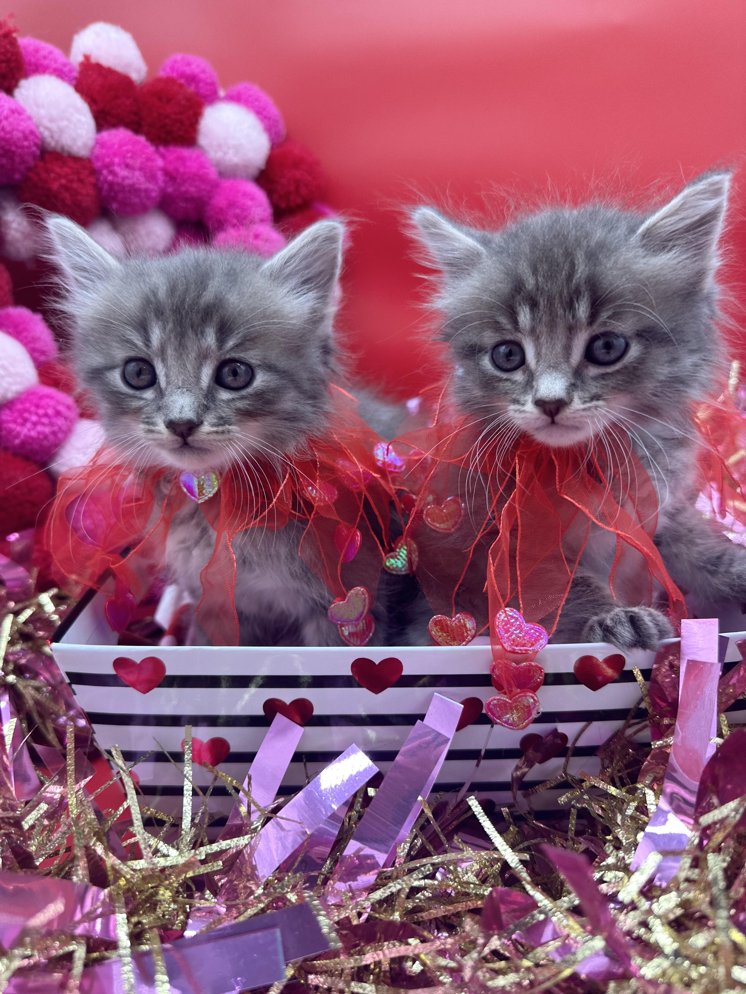 Graycie (& Gunner), adopted, Kitten Female Domestic Medium Hair.