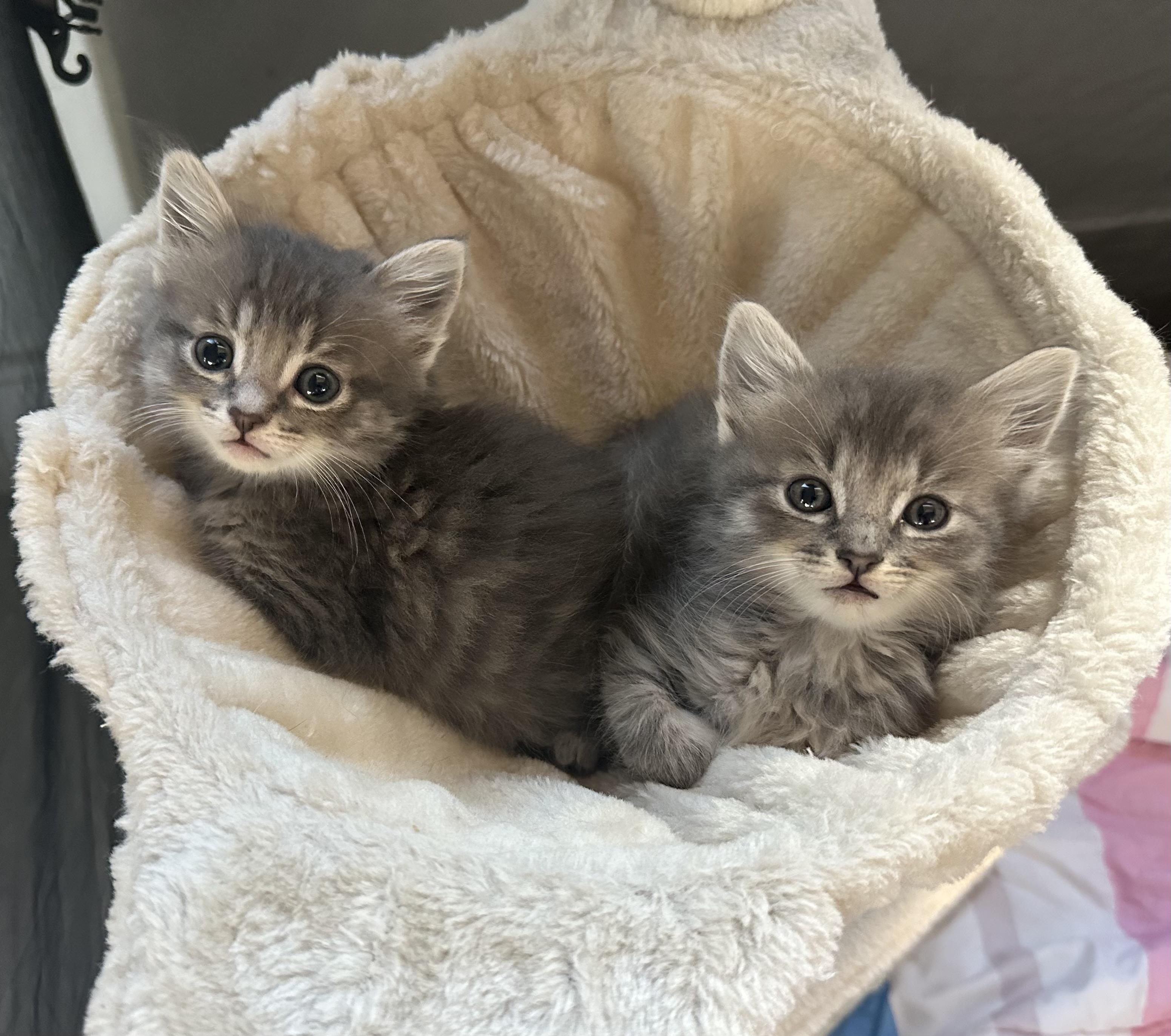 Enlarge Graycie (& Gunner), an adopted Domestic Medium Hair in HUNTINGTON BEACH, CA image 3/5