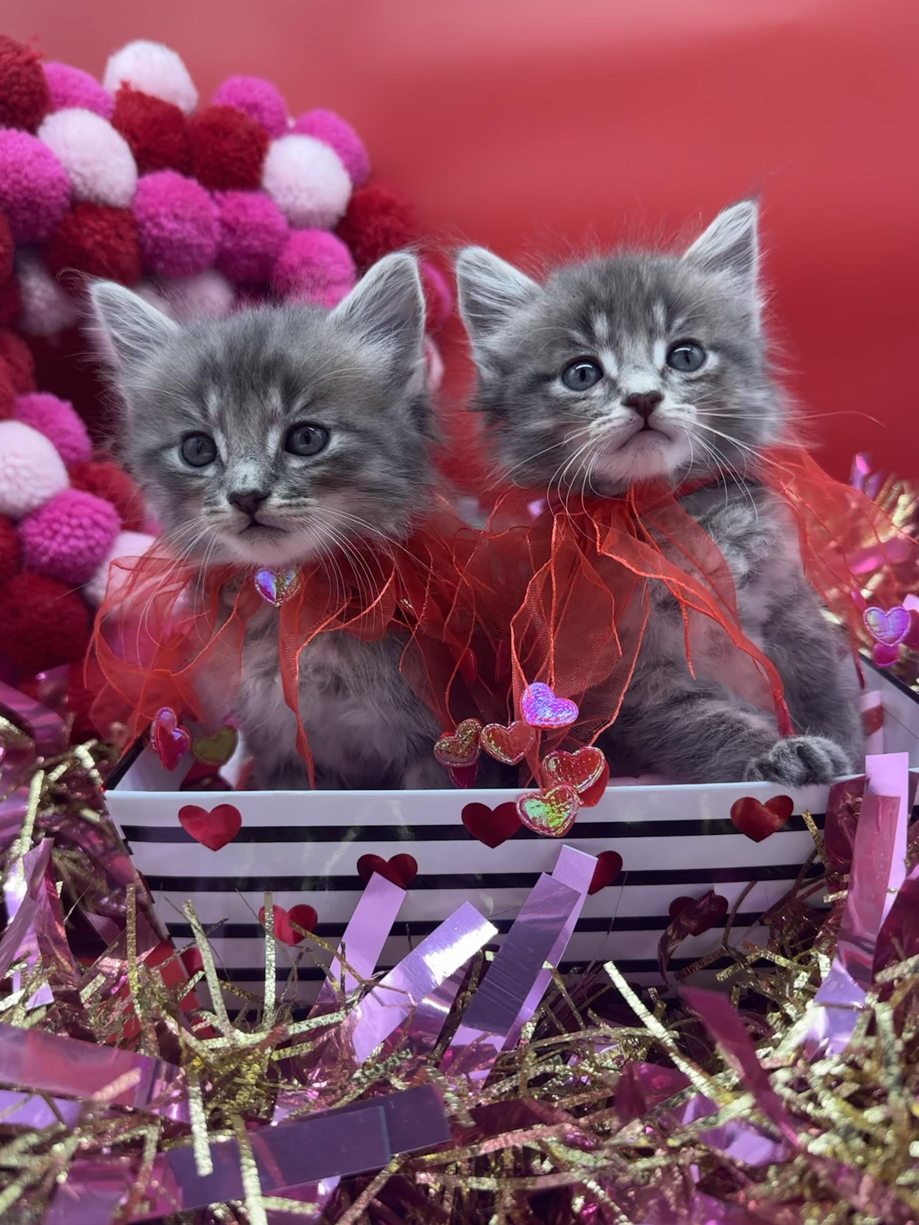 Enlarge Graycie (& Gunner), an adopted Domestic Medium Hair in HUNTINGTON BEACH, CA image 4/5