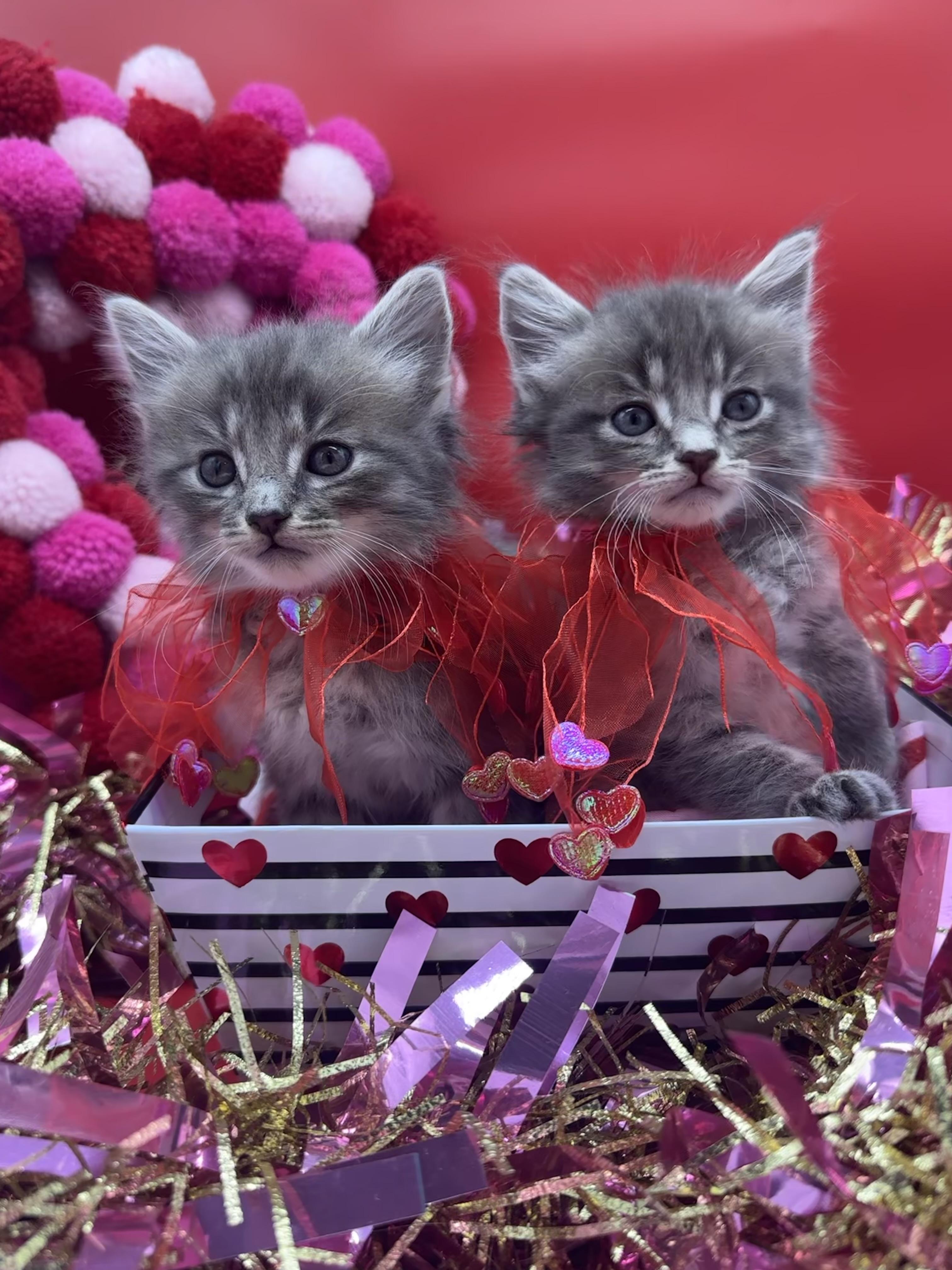Enlarge Graycie (& Gunner), an adopted Domestic Medium Hair in HUNTINGTON BEACH, CA image 5/5