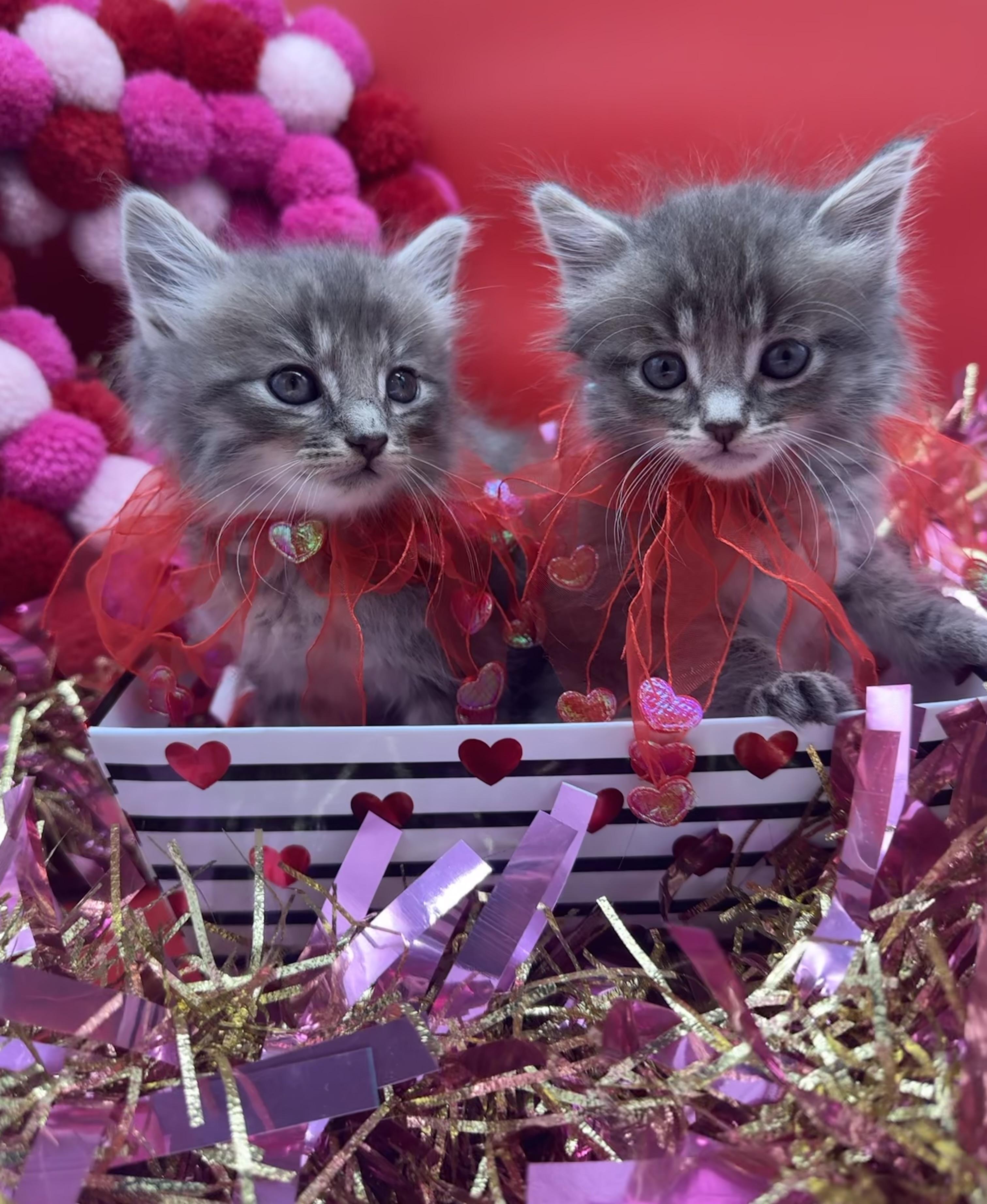 Enlarge Graycie (& Gunner), an adopted Domestic Medium Hair in HUNTINGTON BEACH, CA image 2/5