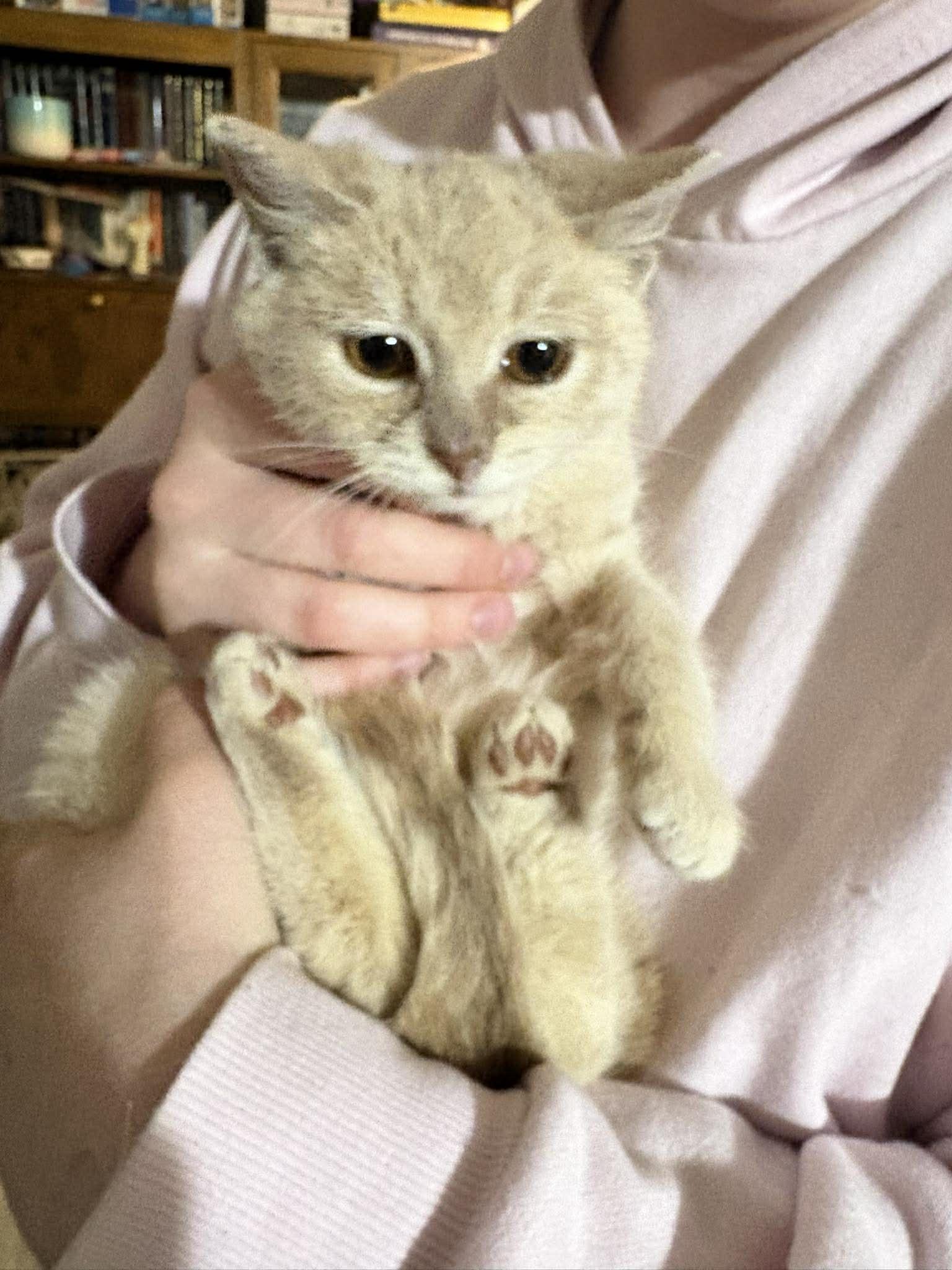Enlarge CRACKERS, an adopted Domestic Short Hair in Tillsonburg, ON image 2/4