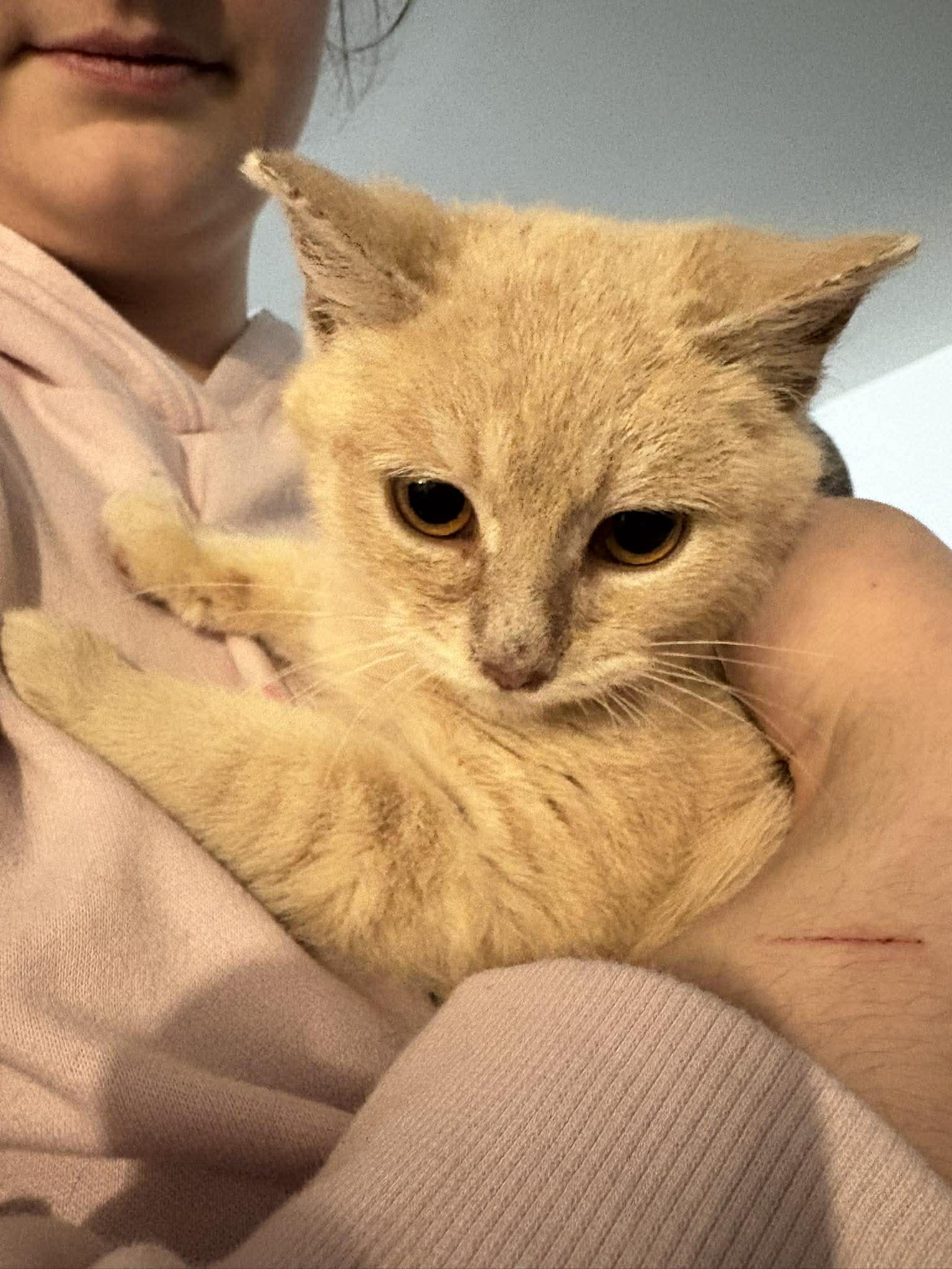 Enlarge CRACKERS, an adopted Domestic Short Hair in Tillsonburg, ON image 3/4